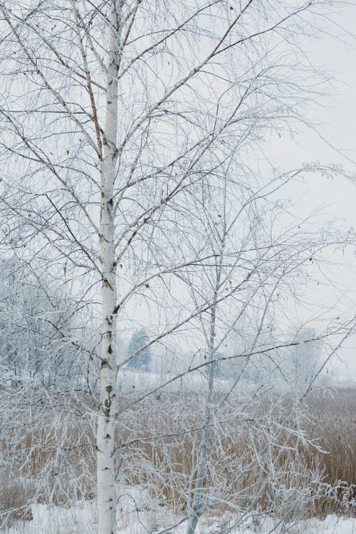 Free A tranquil winter landscape featuring snow-covered birch trees under a pale sky. Stock Photo