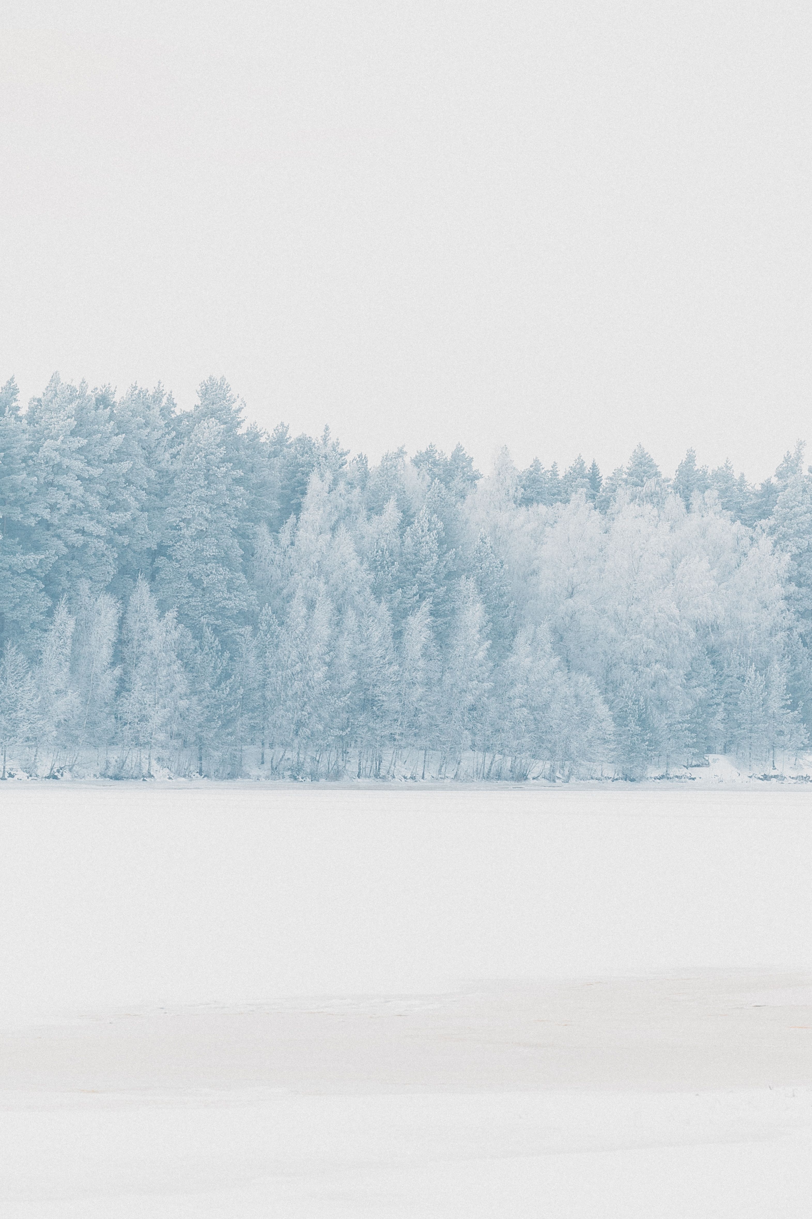 Serene Winter Landscape with Snowy Trees · Free Stock Photo