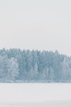 A serene snow-covered forest in winter with a tranquil atmosphere.
