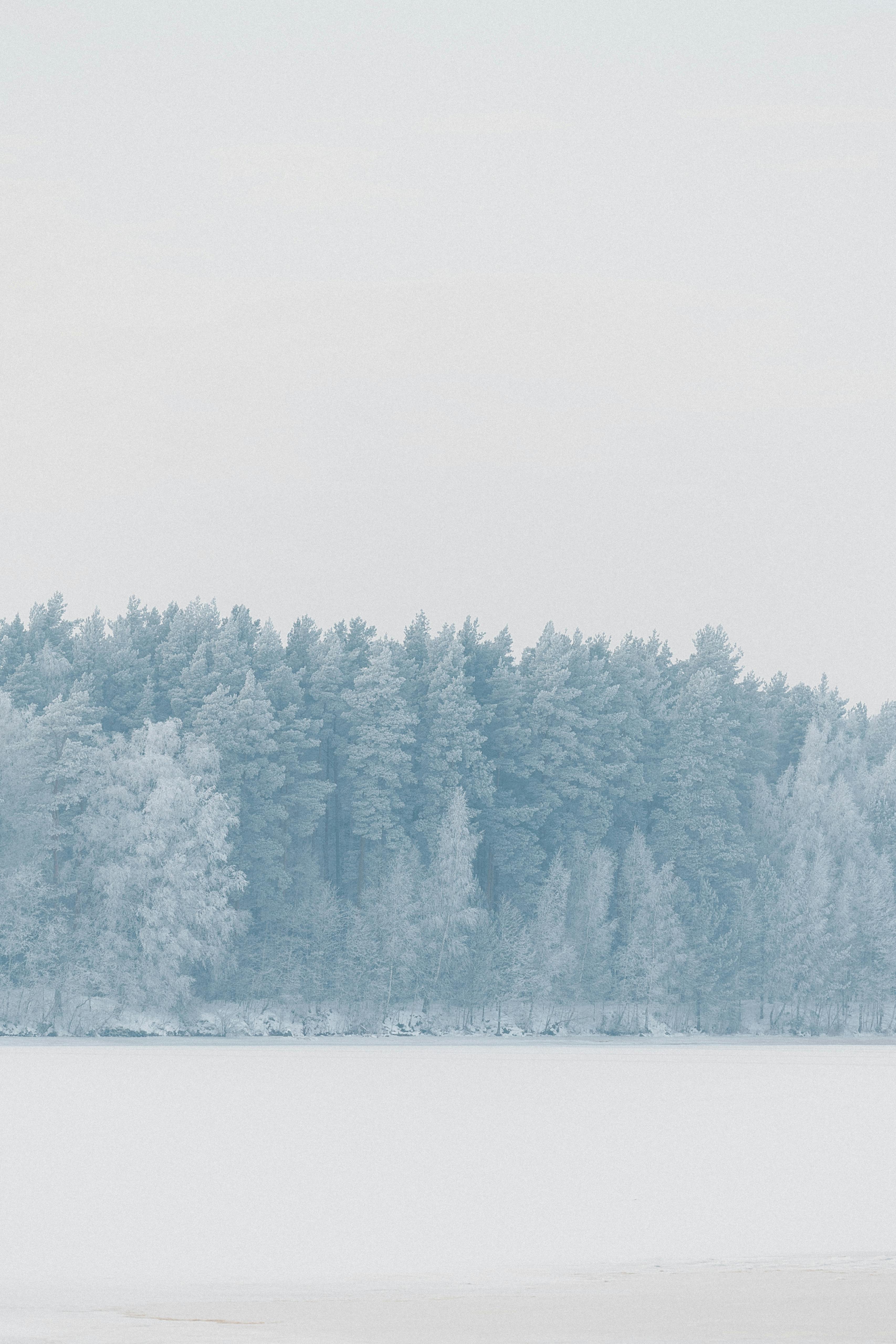 Free A serene snow-covered forest in winter with a tranquil atmosphere. Stock Photo