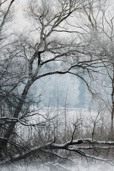 Tranquil winter scene featuring snow-covered trees in a snowy landscape.
