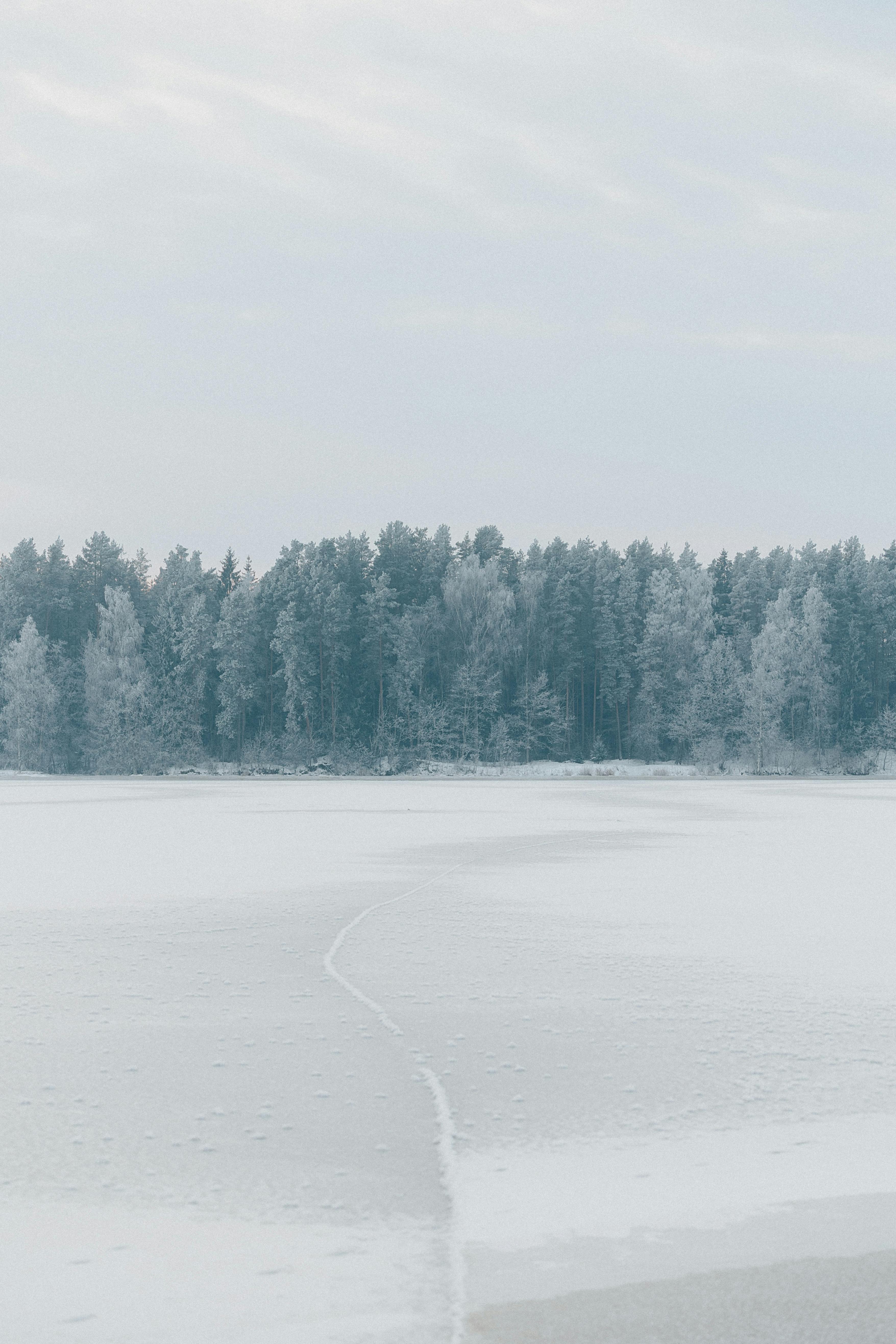 gratis Een sereen winterlandschap met een besneeuwd bos en een bevroren meer. Stockfoto