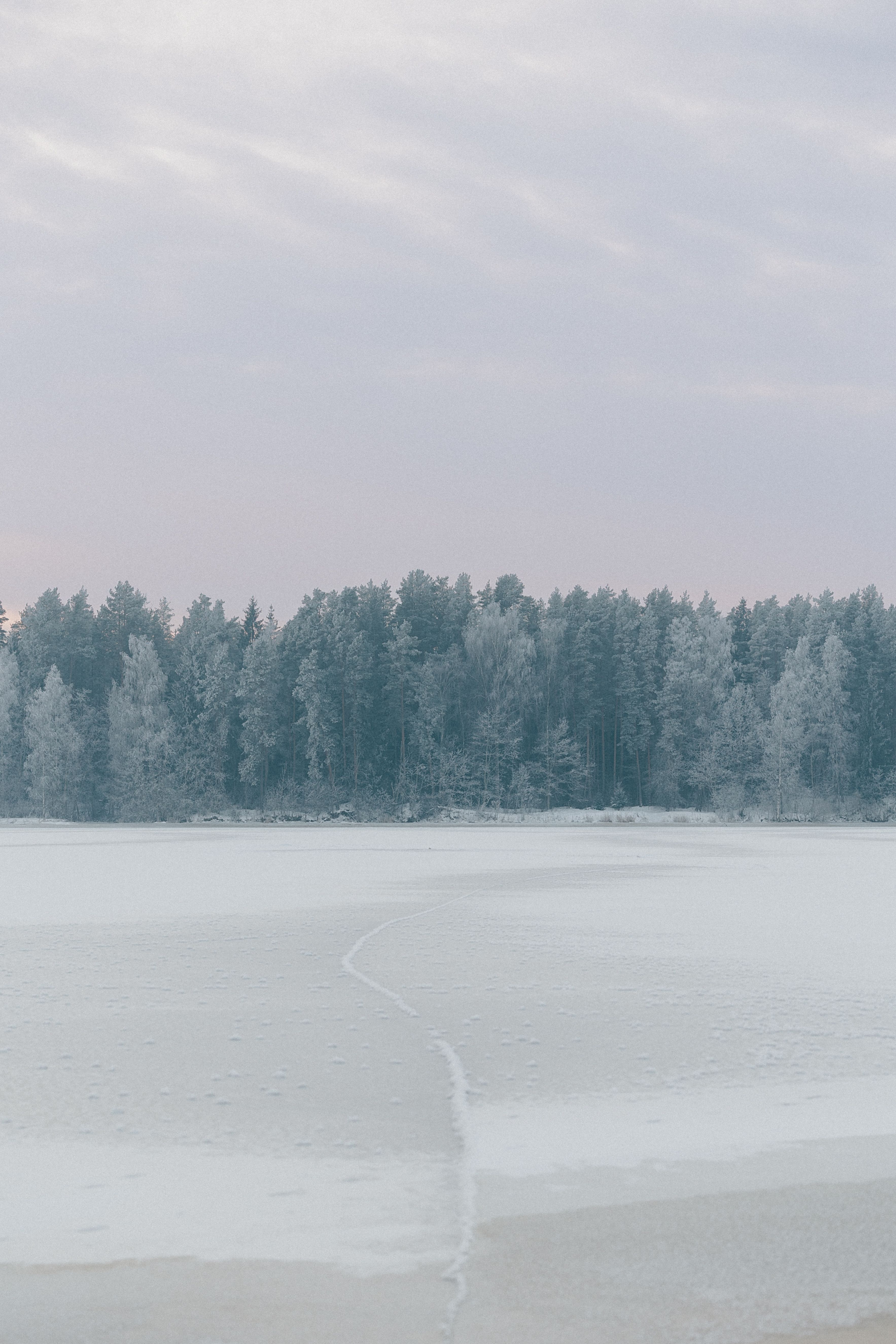 Serene Winter Landscape with Frosted Trees · Free Stock Photo