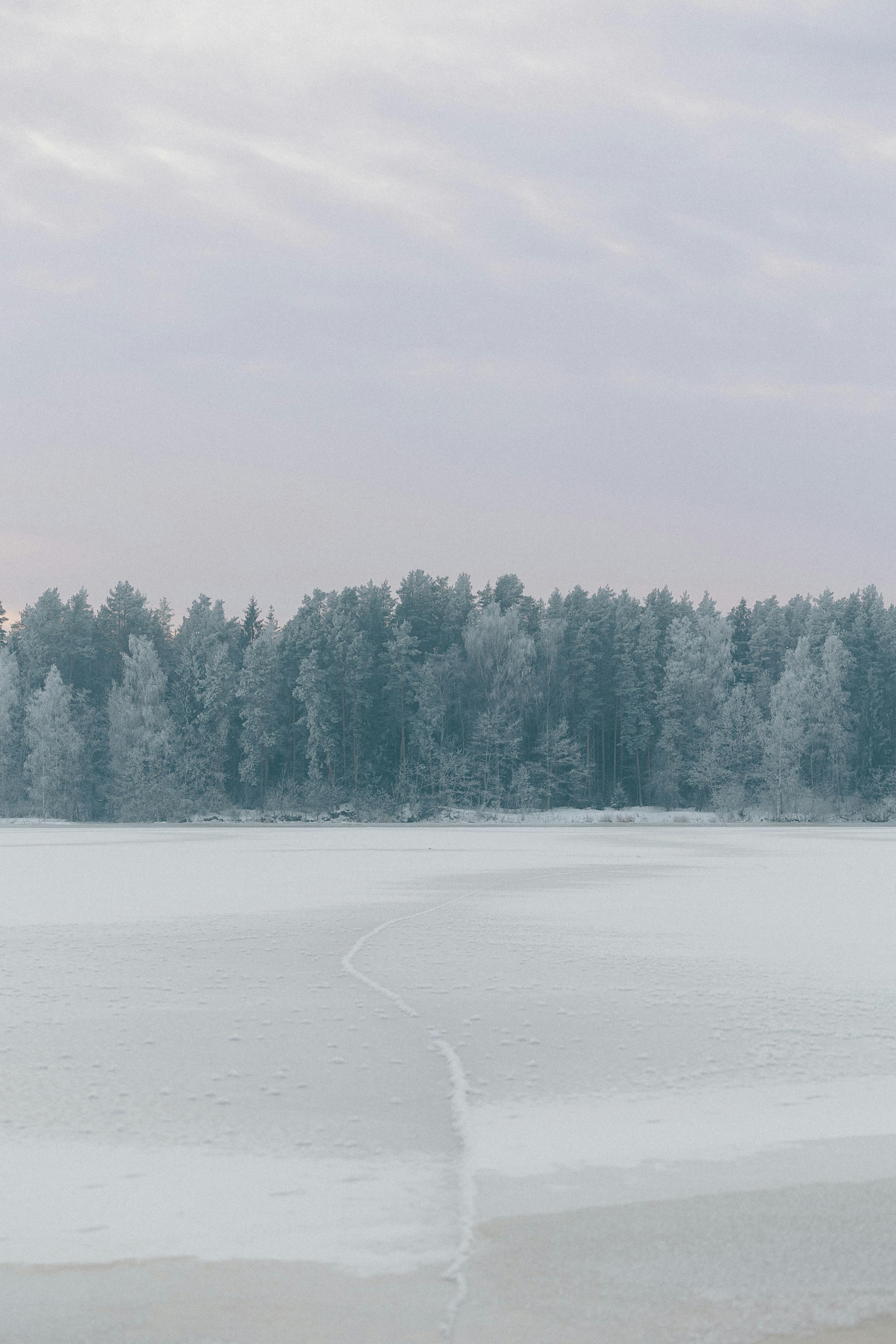 Free Tranquil winter scene of frosted trees by a frozen lake under a soft sky. Stock Photo