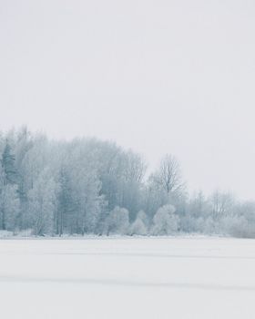 Peaceful winter scene of a snow-covered forest under an overcast sky displaying natural beauty.