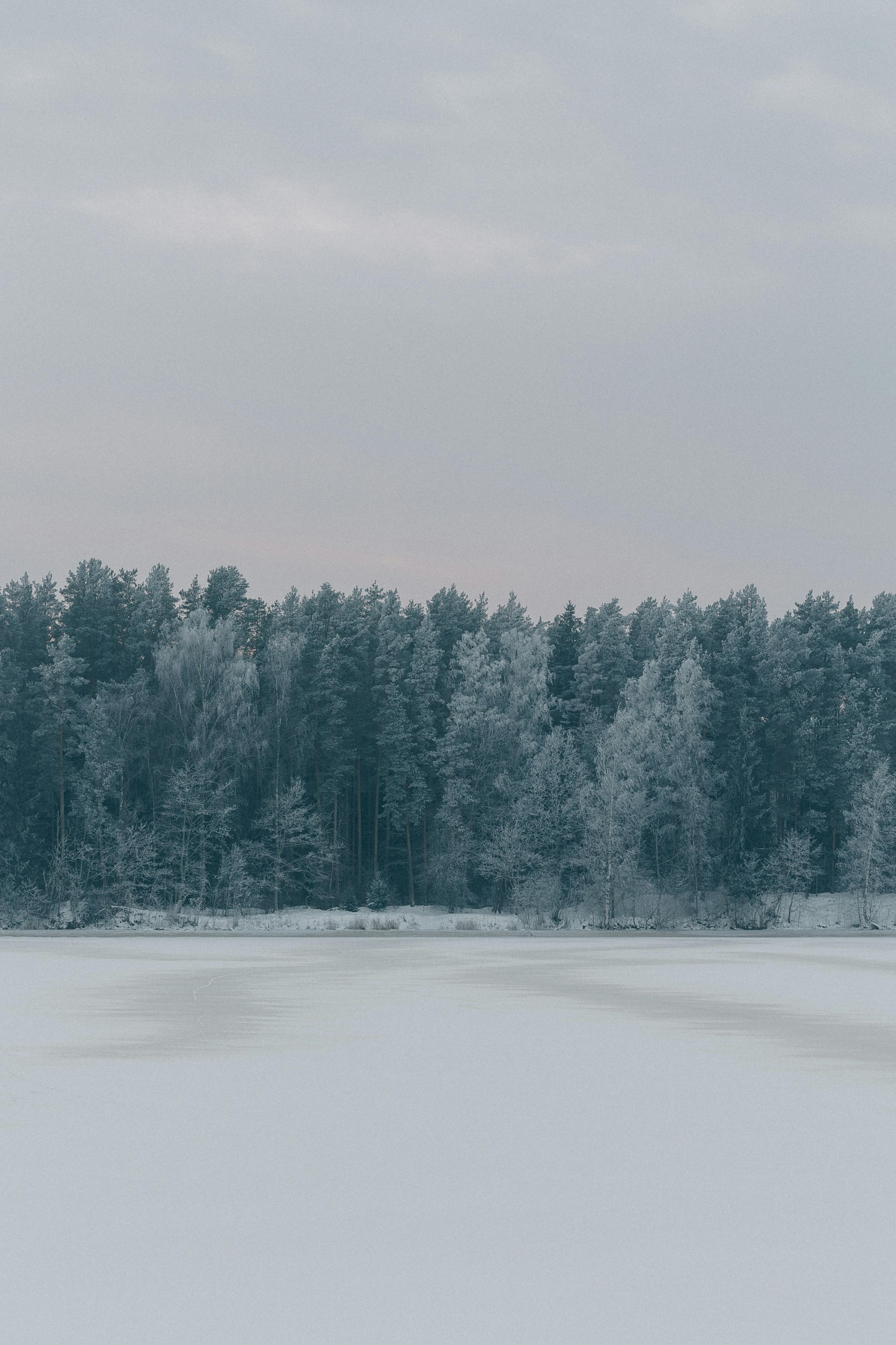 gratis Een vredig wintertafereel met een besneeuwd bos en een bewolkte hemel, dat een gevoel van rust oproept. Stockfoto