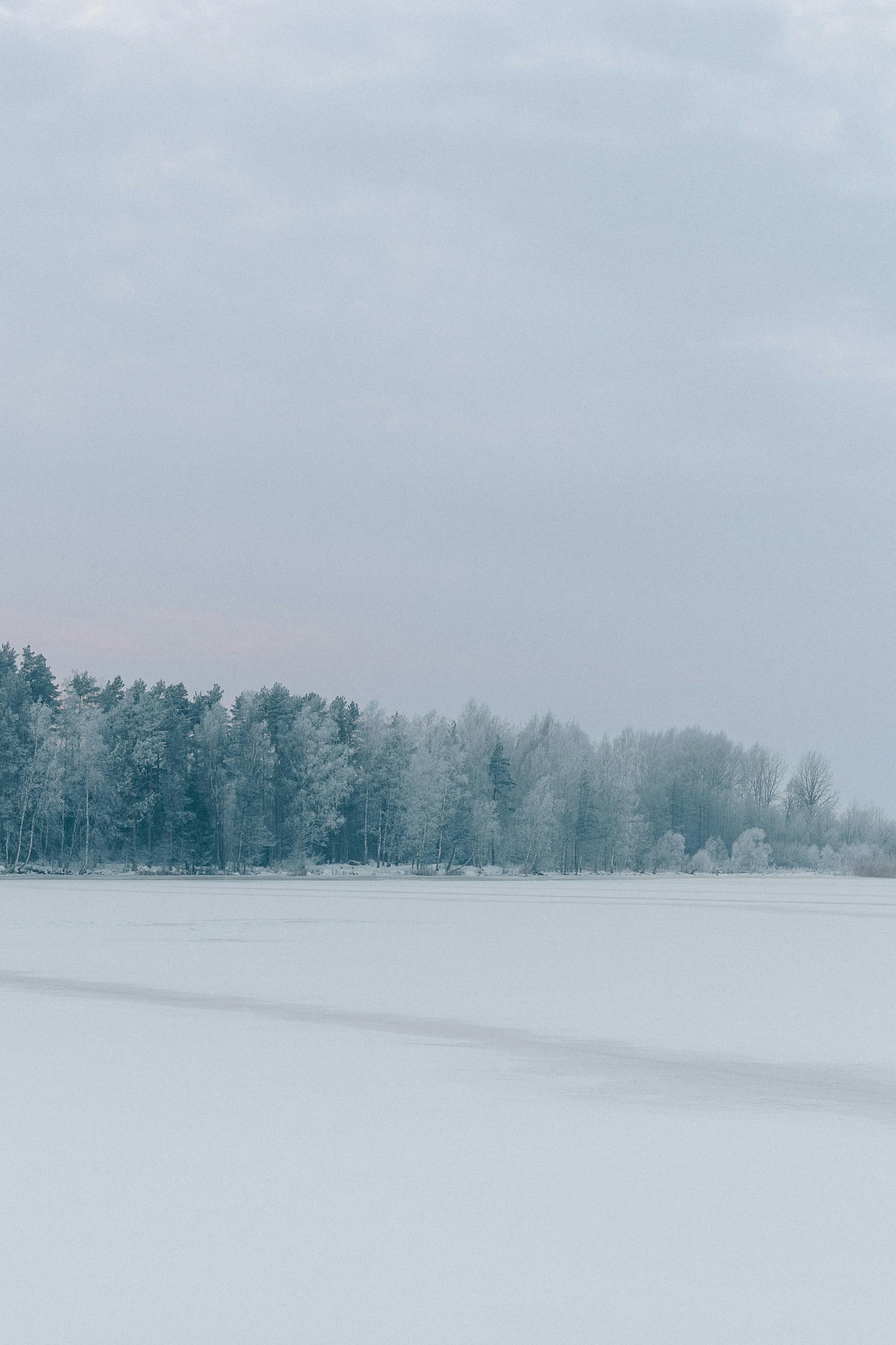 бесплатная Спокойная зимняя картина: заснеженный лес под мягким облачным небом. Стоковое фото