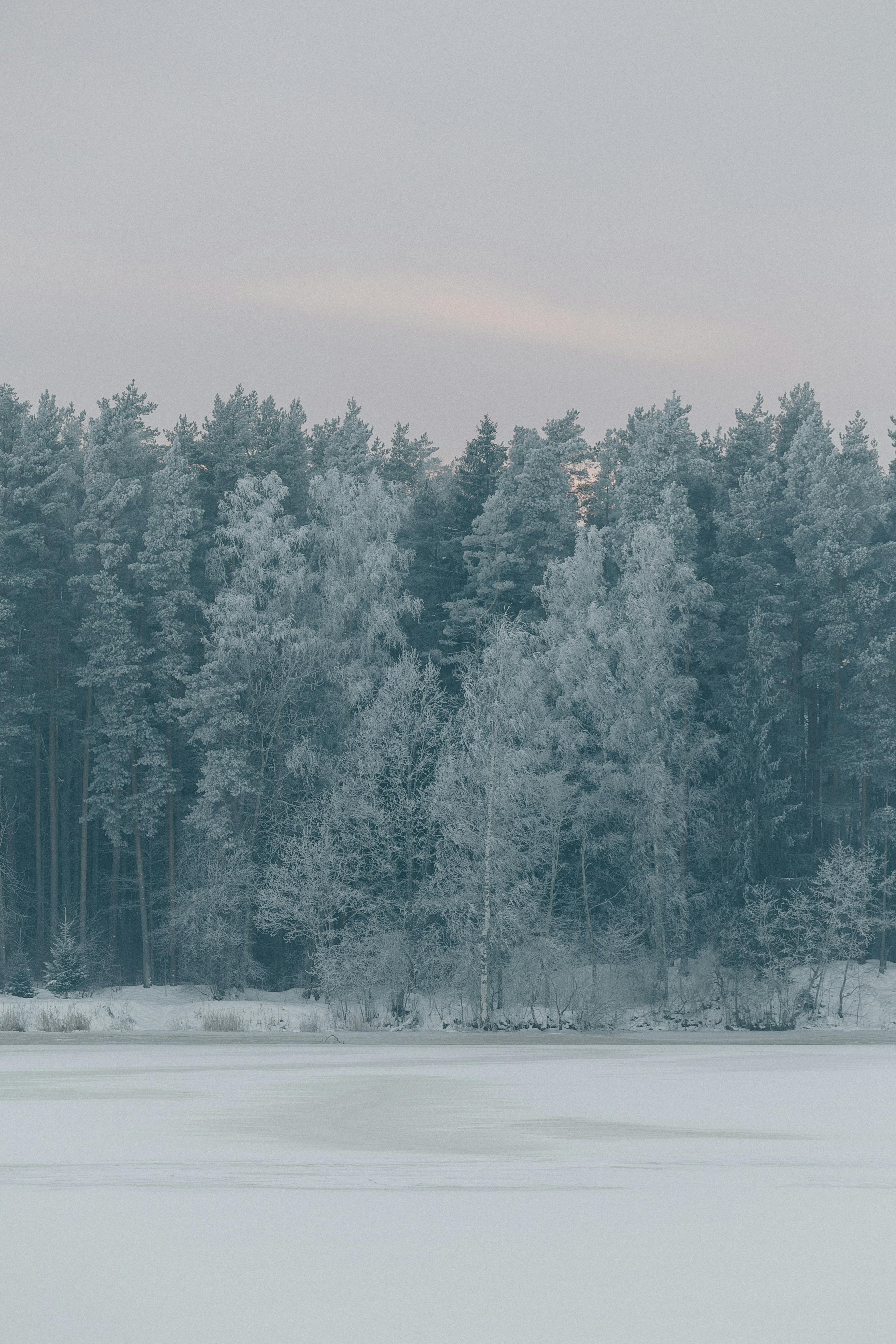 Δωρεάν Σιωπηλό χειμωνιάτικο δάσος με χιονισμένα δέντρα κάτω από έναν απαλό παστέλ ουρανό το σούρουπο. Φωτογραφία από στοκ φωτογραφιών