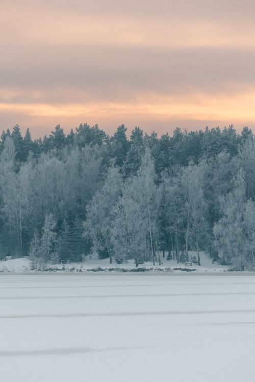 Free A tranquil winter scene with a snow-covered forest under a pastel sunset sky. Stock Photo