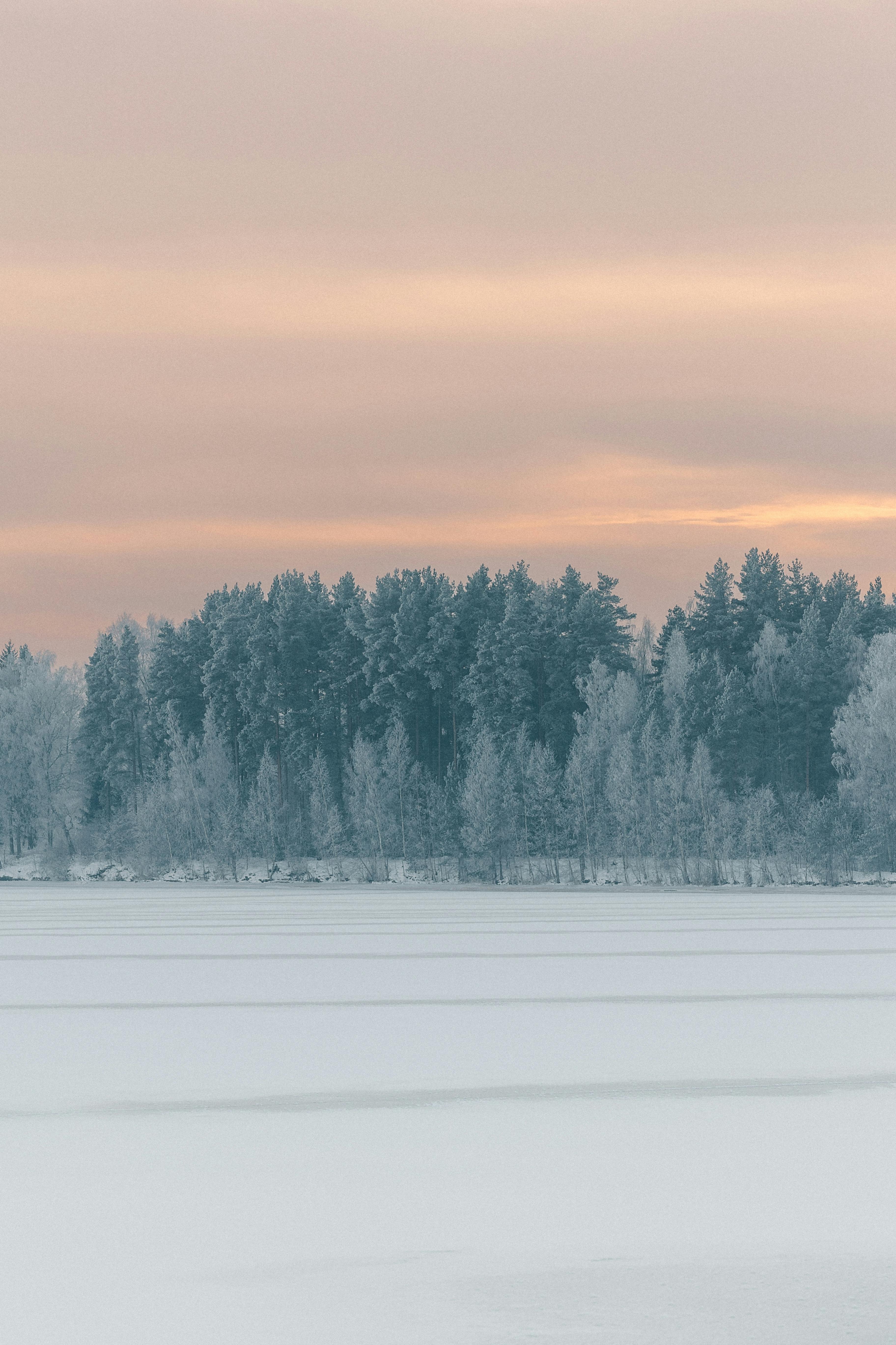 gratis Een vredig wintertafereel met besneeuwde bomen tegen een pasteloranje hemel. Stockfoto