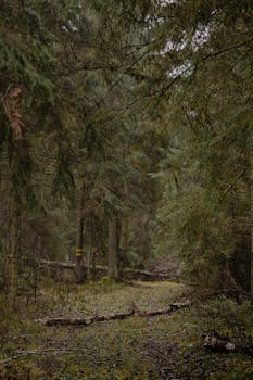 A tranquil pathway through a dense forest, showcasing lush green foliage.