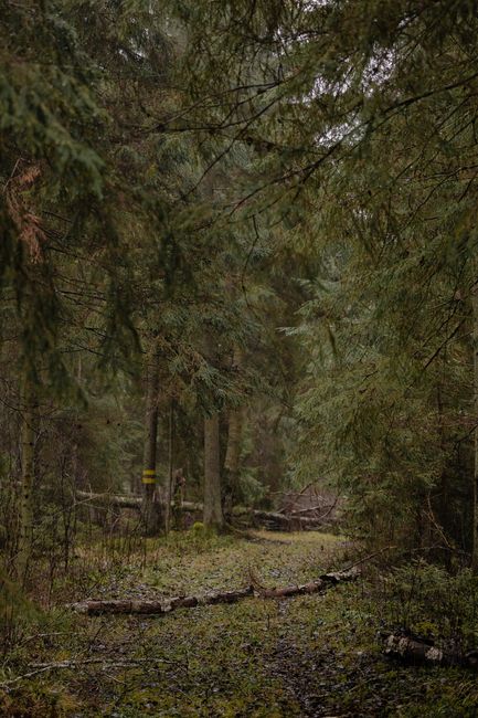 A tranquil pathway through a dense forest, showcasing lush green foliage.