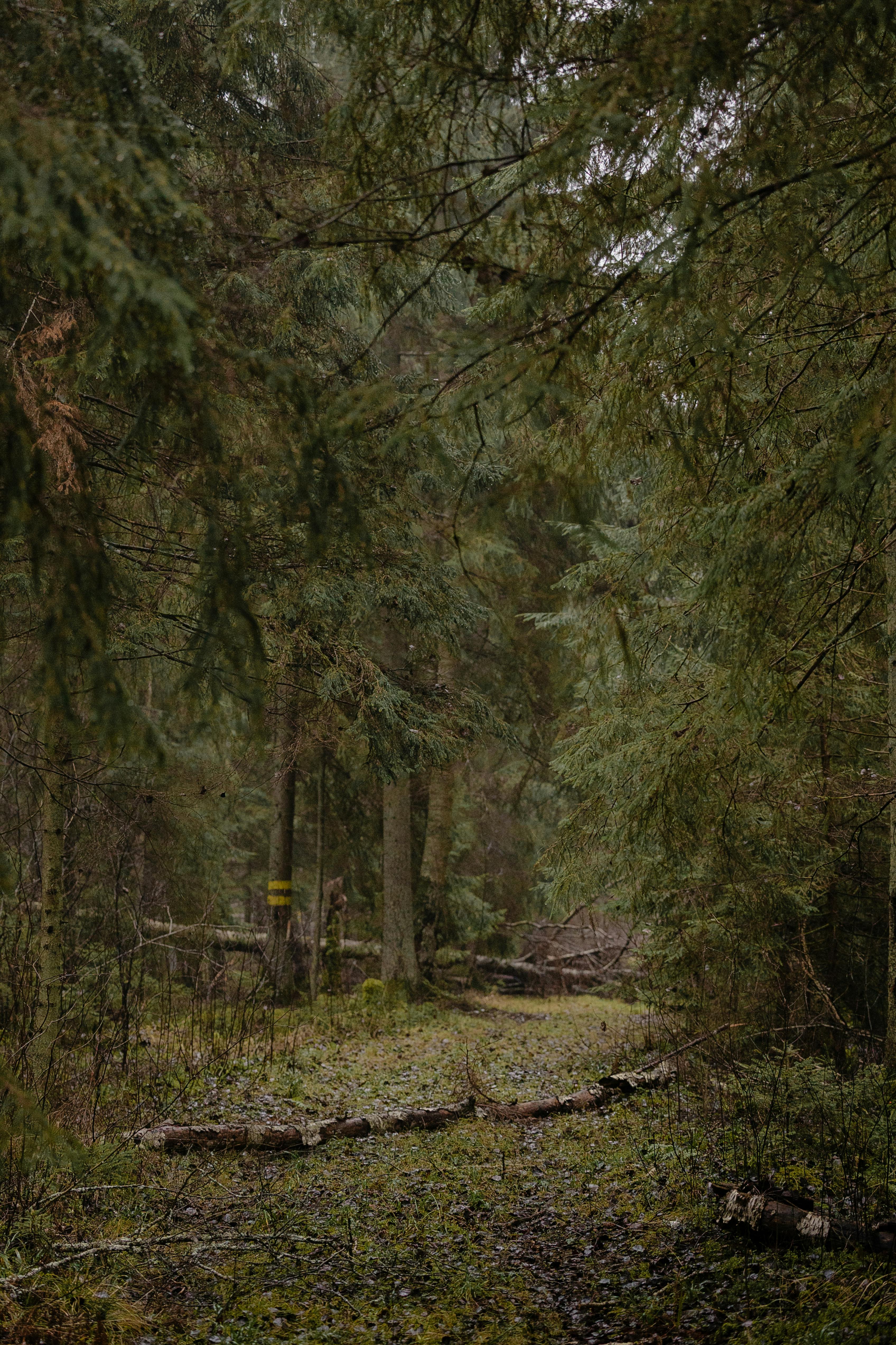Gratis En rolig sti gjennom en tett skog, med frodig grønt løvverk. Arkivbilde