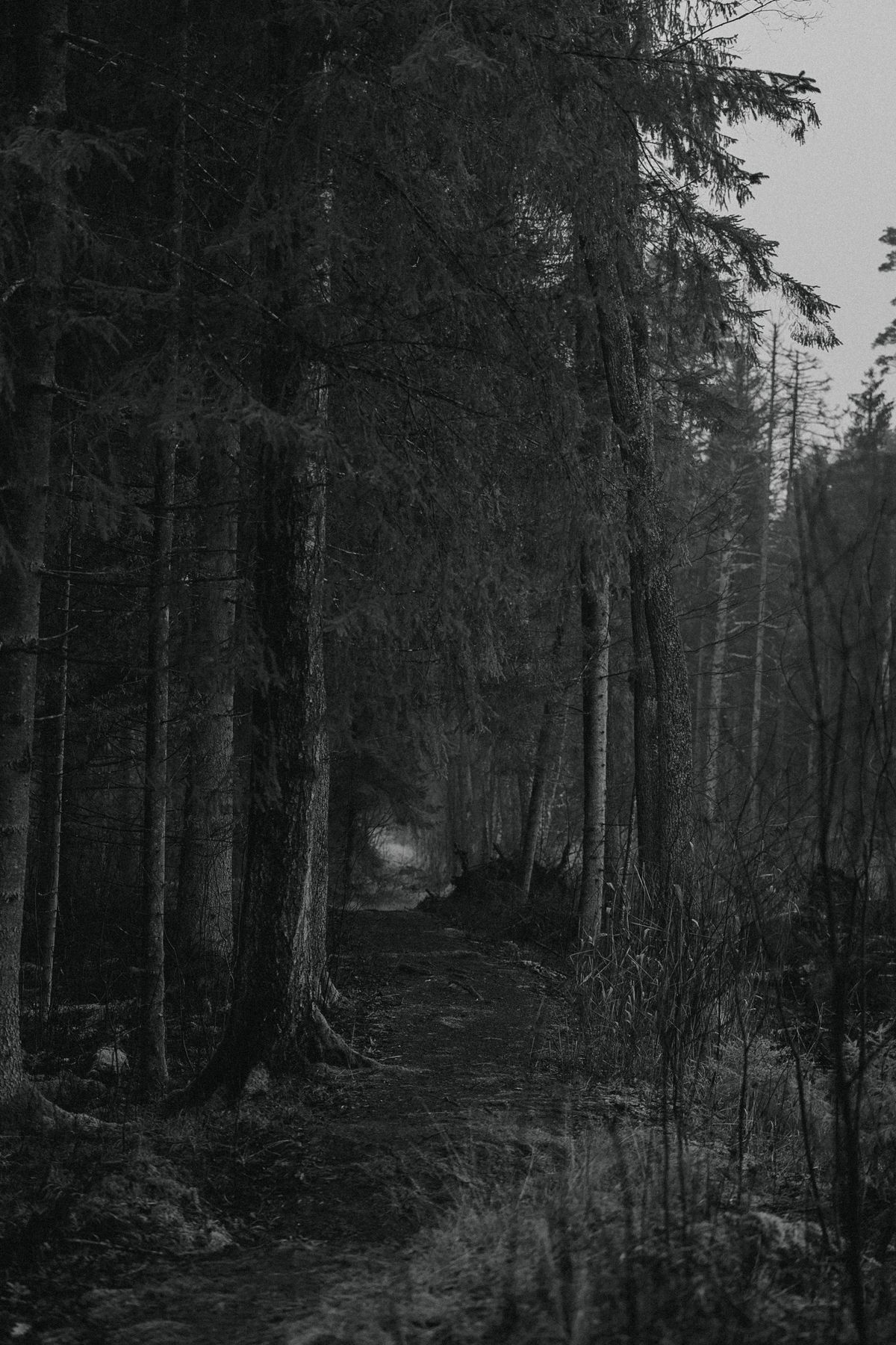 Mysterious Forest Path at Night · Free Stock Photo