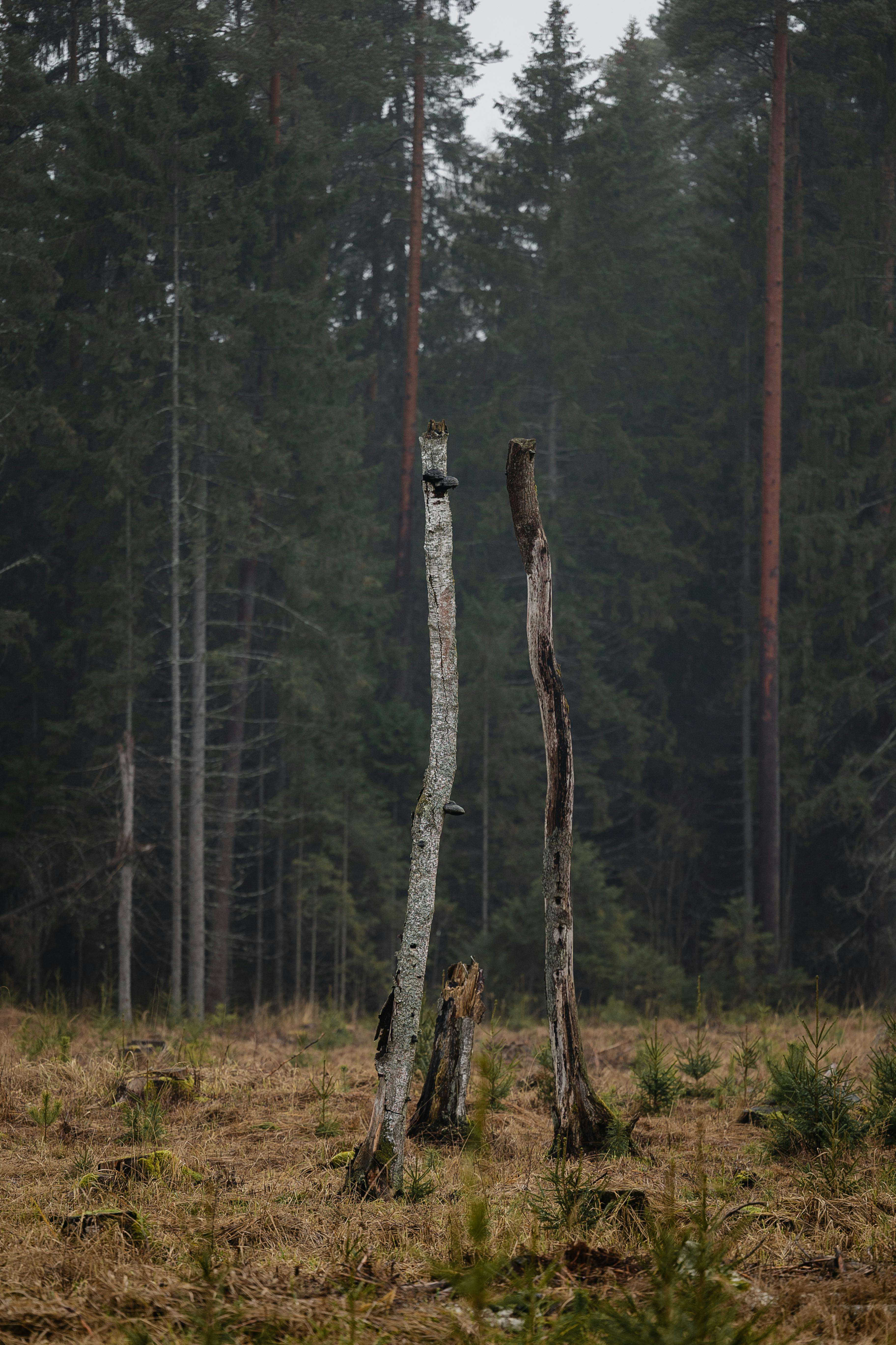 Miễn phí Cảnh tượng quyến rũ của những thân cây trơ trụi trong một khu rừng thanh bình. Ảnh lưu trữ