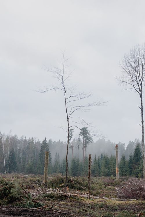 Free Sparse trees in a misty forest during a foggy day, evoking a serene yet eerie atmosphere. Stock Photo