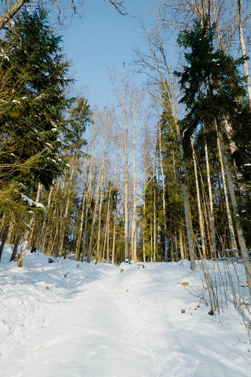 Free Scenic winter forest trail lined with snow-covered trees under a clear blue sky. Stock Photo