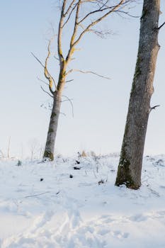 Tranquil winter scene featuring bare trees in a snowy landscape under a clear sky.