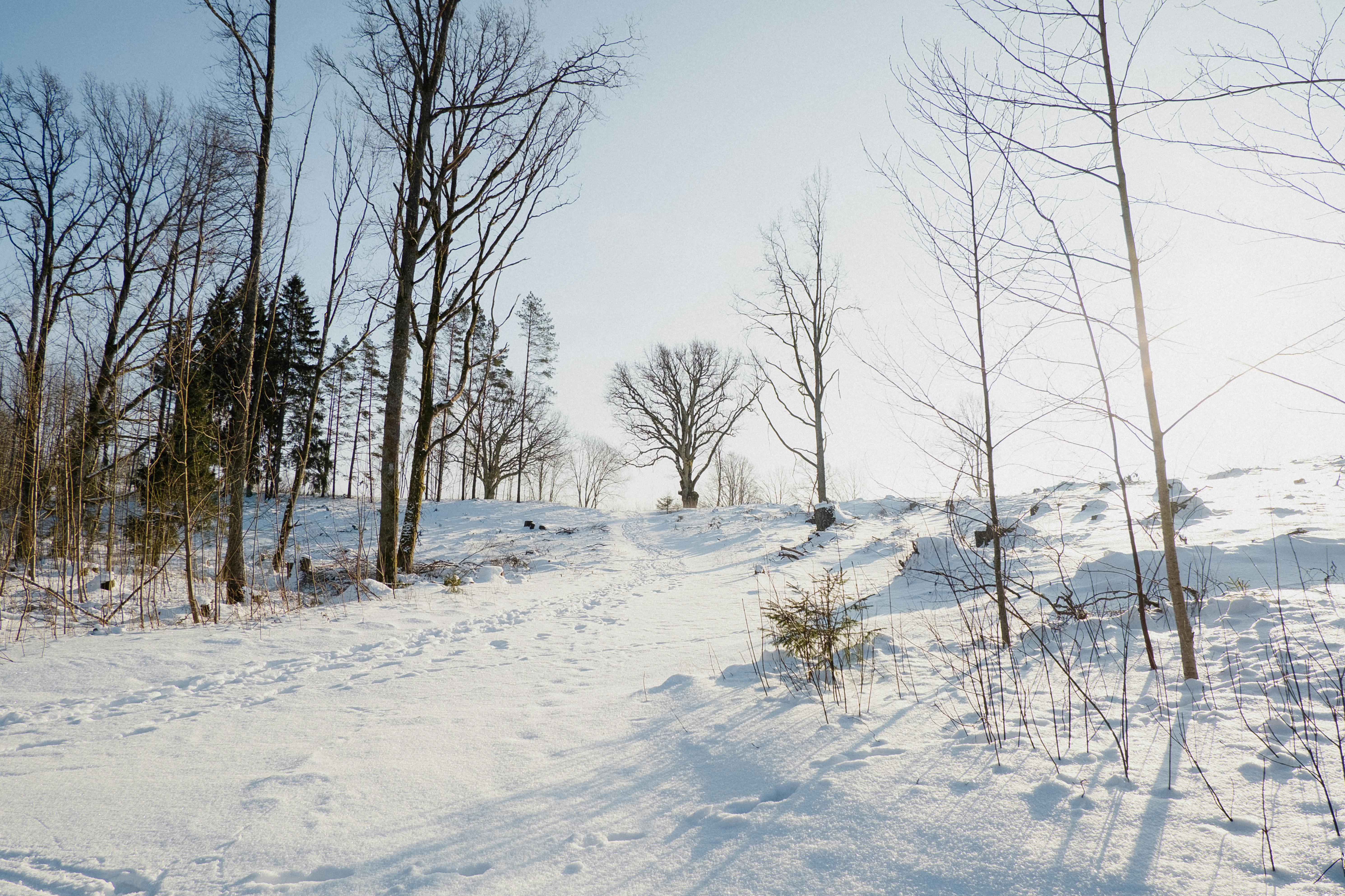 Miễn phí Khung cảnh mùa đông yên bình với những hàng cây trơ trụi và tuyết phủ dưới ánh sáng ban ngày rực rỡ. Ảnh lưu trữ