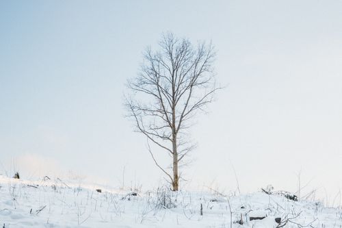 Free A solitary tree stands in a serene snowy landscape under a clear sky. Stock Photo