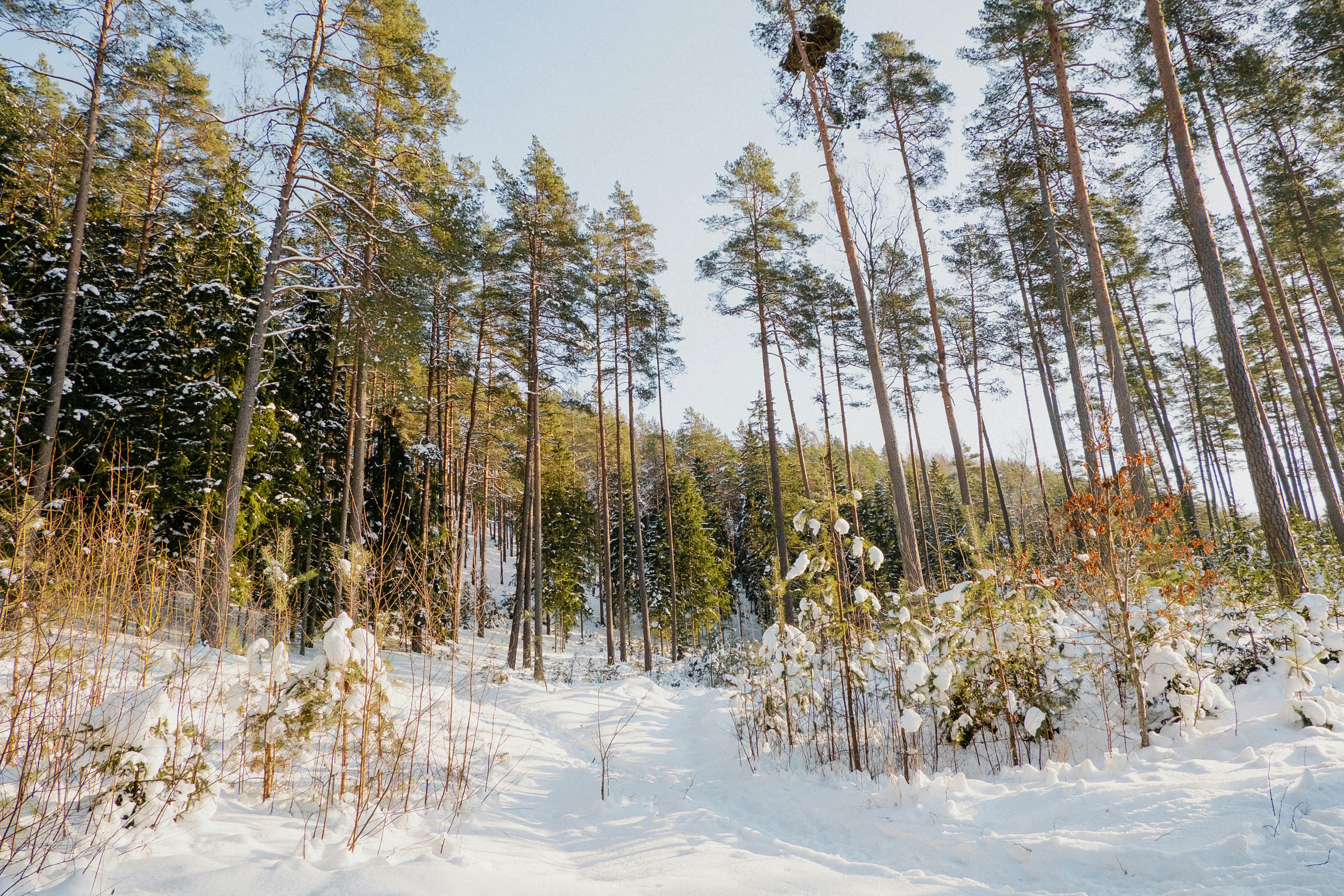 gratis Hoge dennenbomen staan ​​majestueus in een met sneeuw bedekt bos, verlicht door de winterzon. Stockfoto