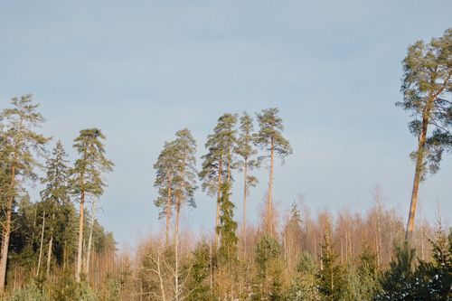 Free Tall pine trees reaching towards a clear blue sky in a peaceful winter forest scene. Stock Photo