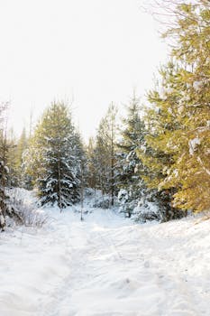 Serene snow-filled forest path surrounded by pine trees in a winter wonderland scene.