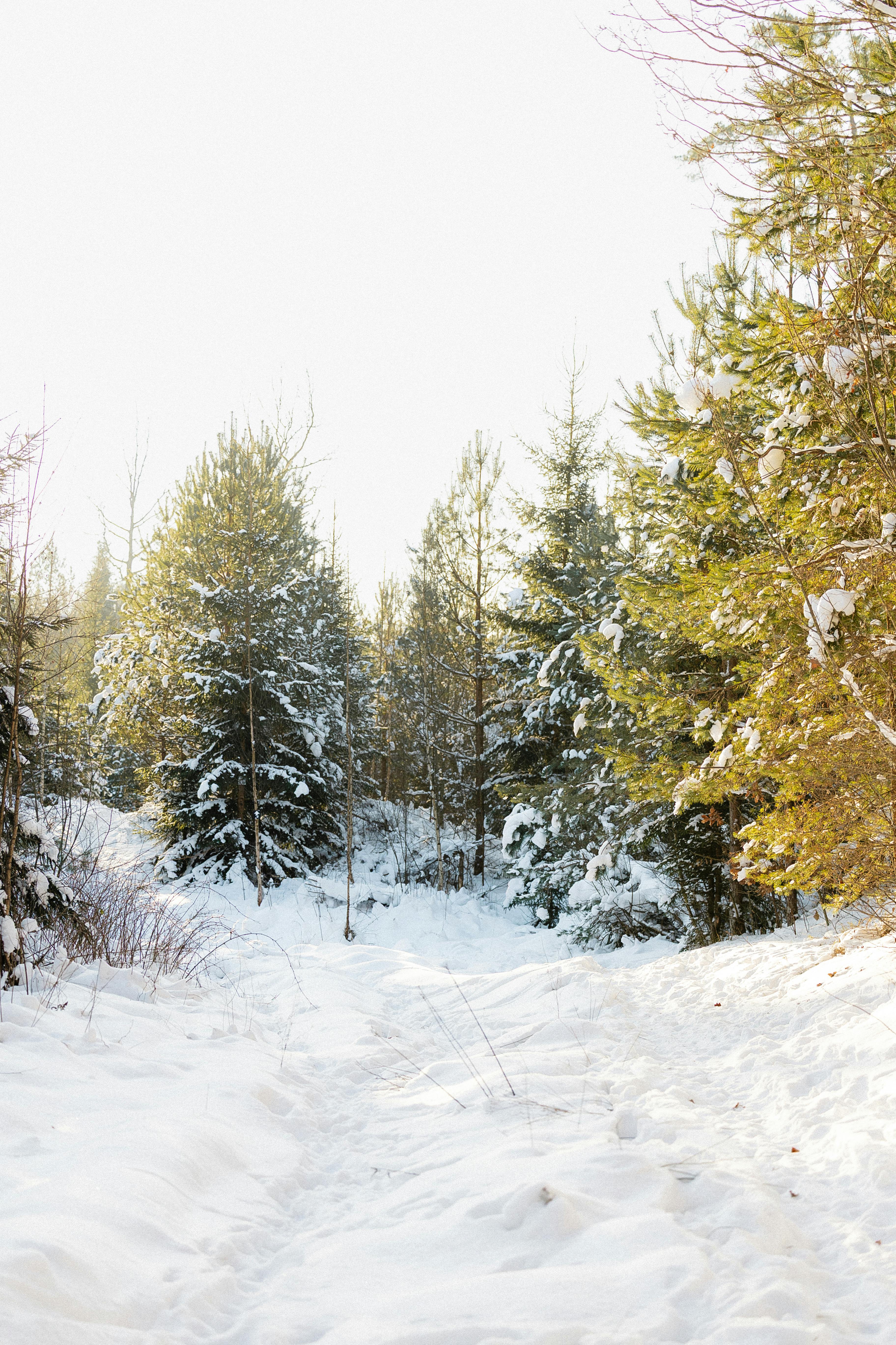 gratis Een sereen, met sneeuw bedekt bospad, omgeven door dennenbomen, in een winterwonderland. Stockfoto
