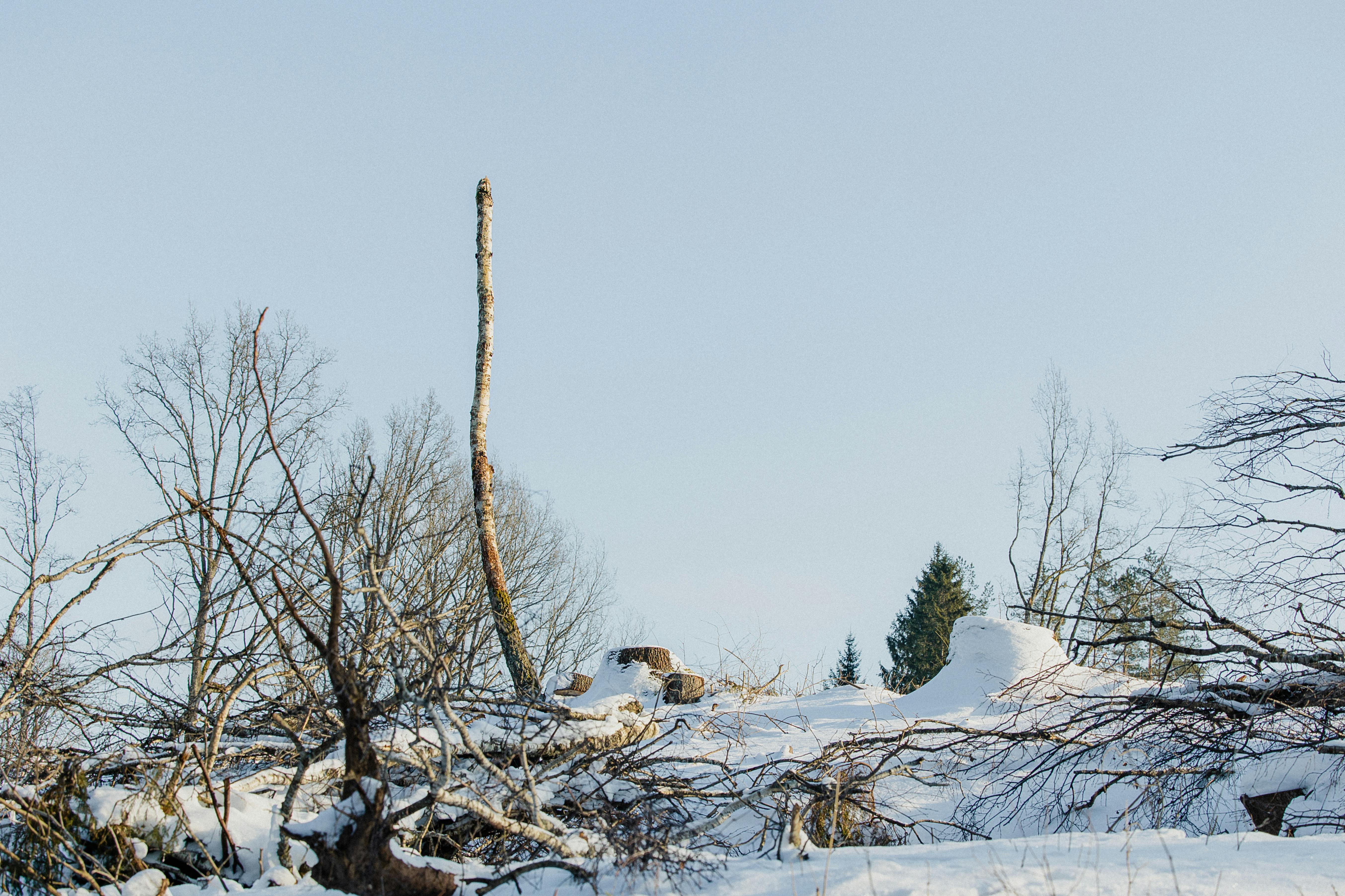 gratis Een sereen wintertafereel met besneeuwde grond en kale bomen onder een heldere hemel. Stockfoto