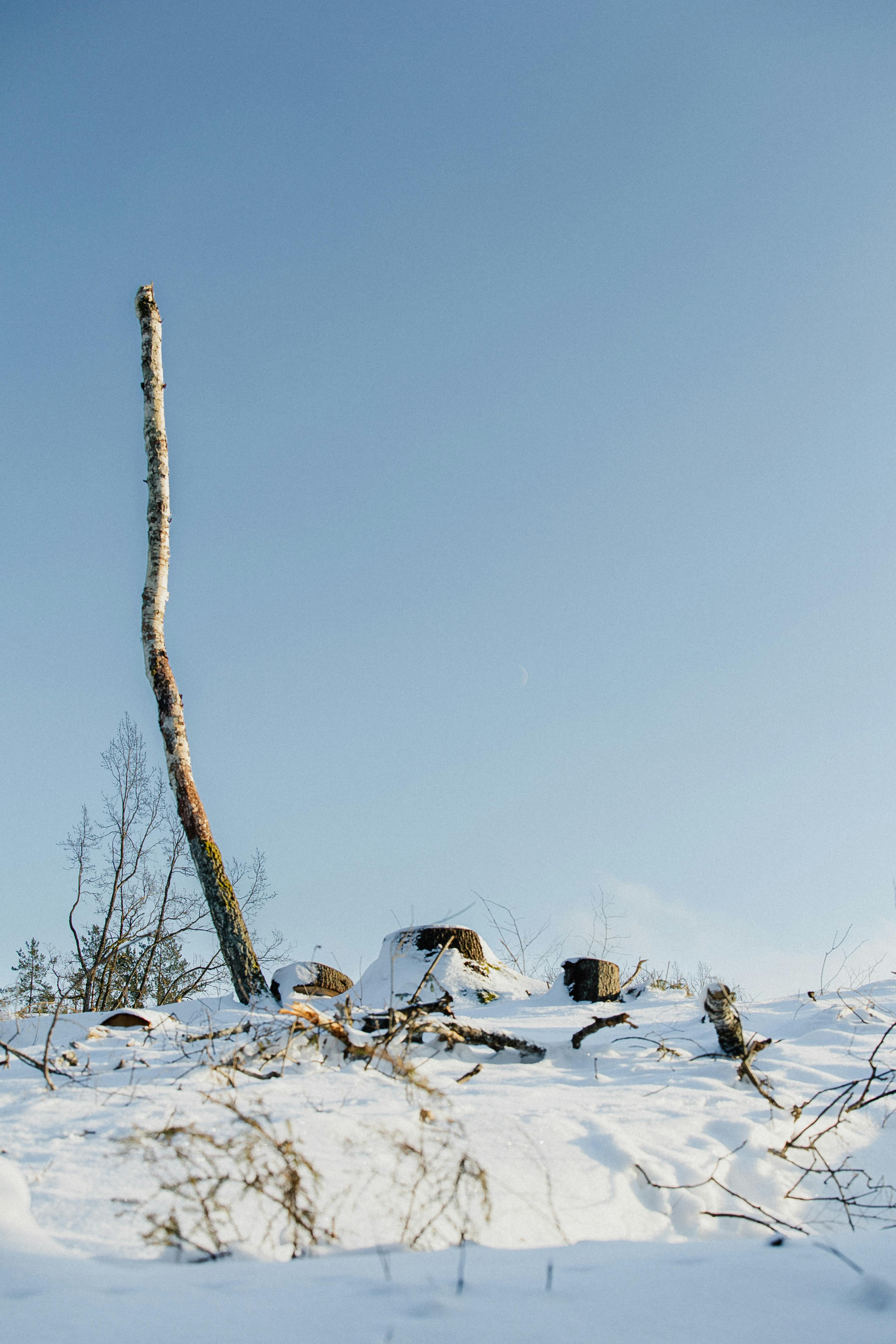 Δωρεάν Ένα γαλήνιο χιονισμένο τοπίο με έναν μοναχικό κορμό δέντρου κάτω από έναν καταγάλανο ουρανό. Φωτογραφία από στοκ φωτογραφιών