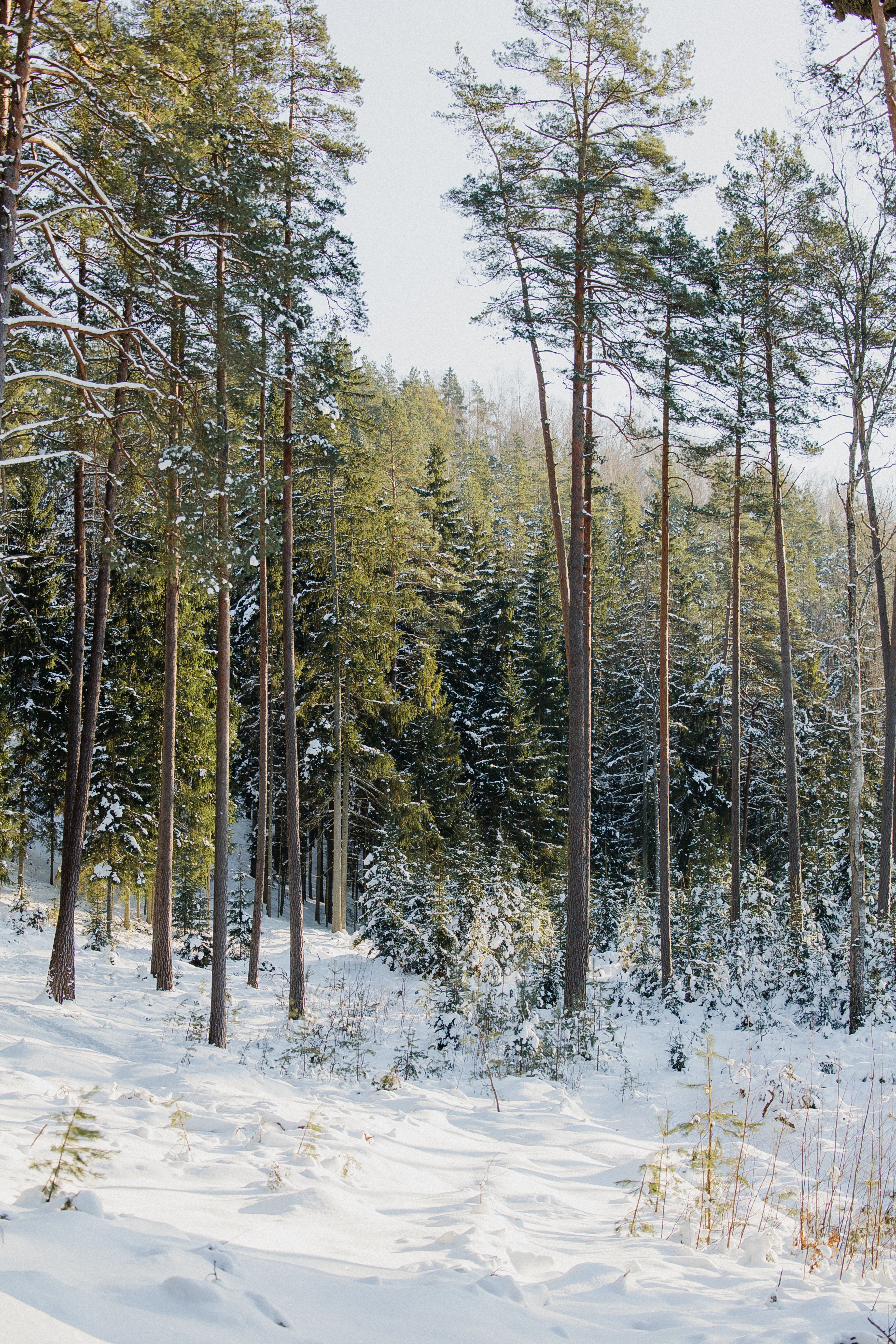 Winter Landscape with Snow-covered Pine Trees · Free Stock Photo