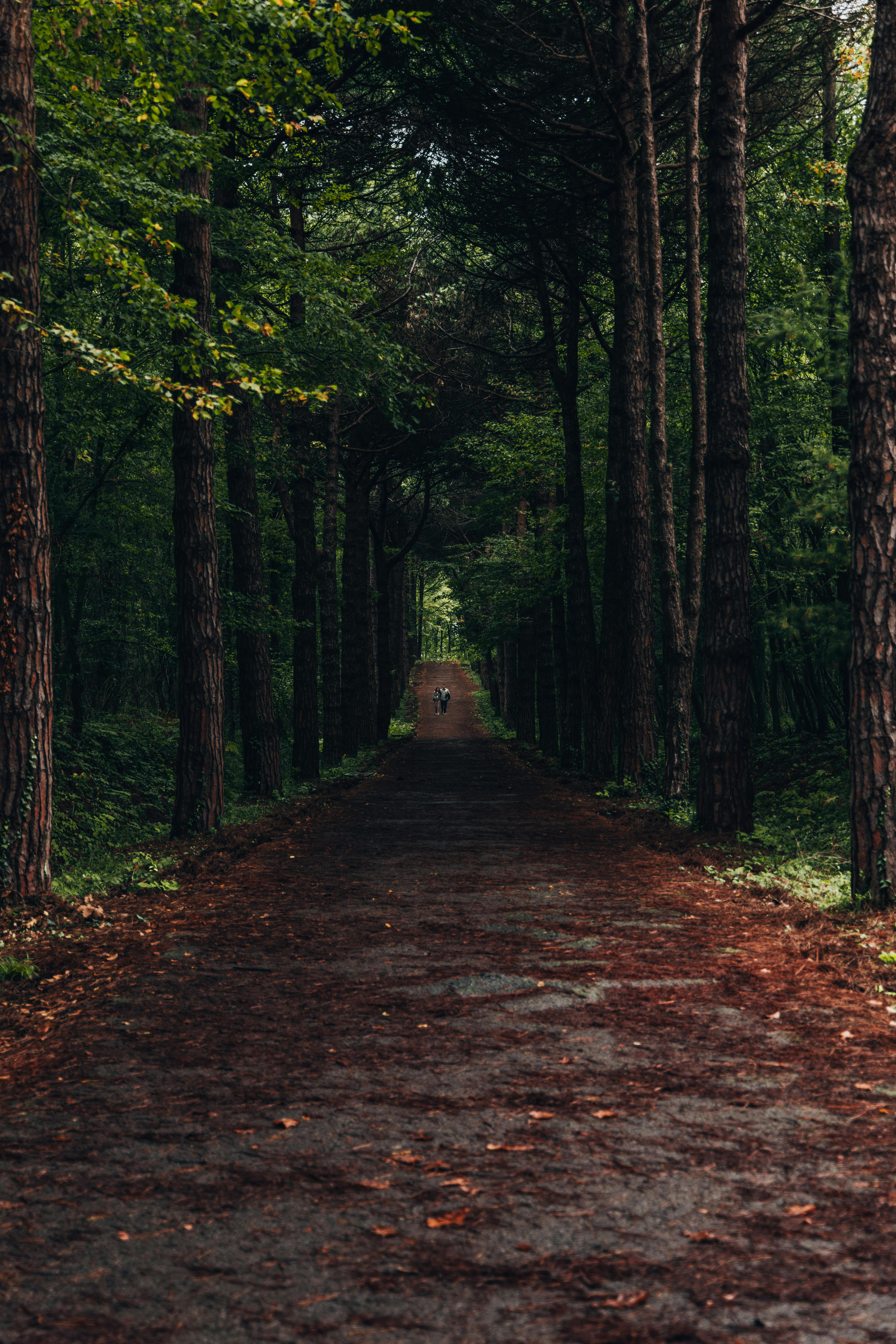 gratis Een schilderachtig bospad, omzoomd door torenhoge bomen en weelderig groen, dat rust uitstraalt. Stockfoto