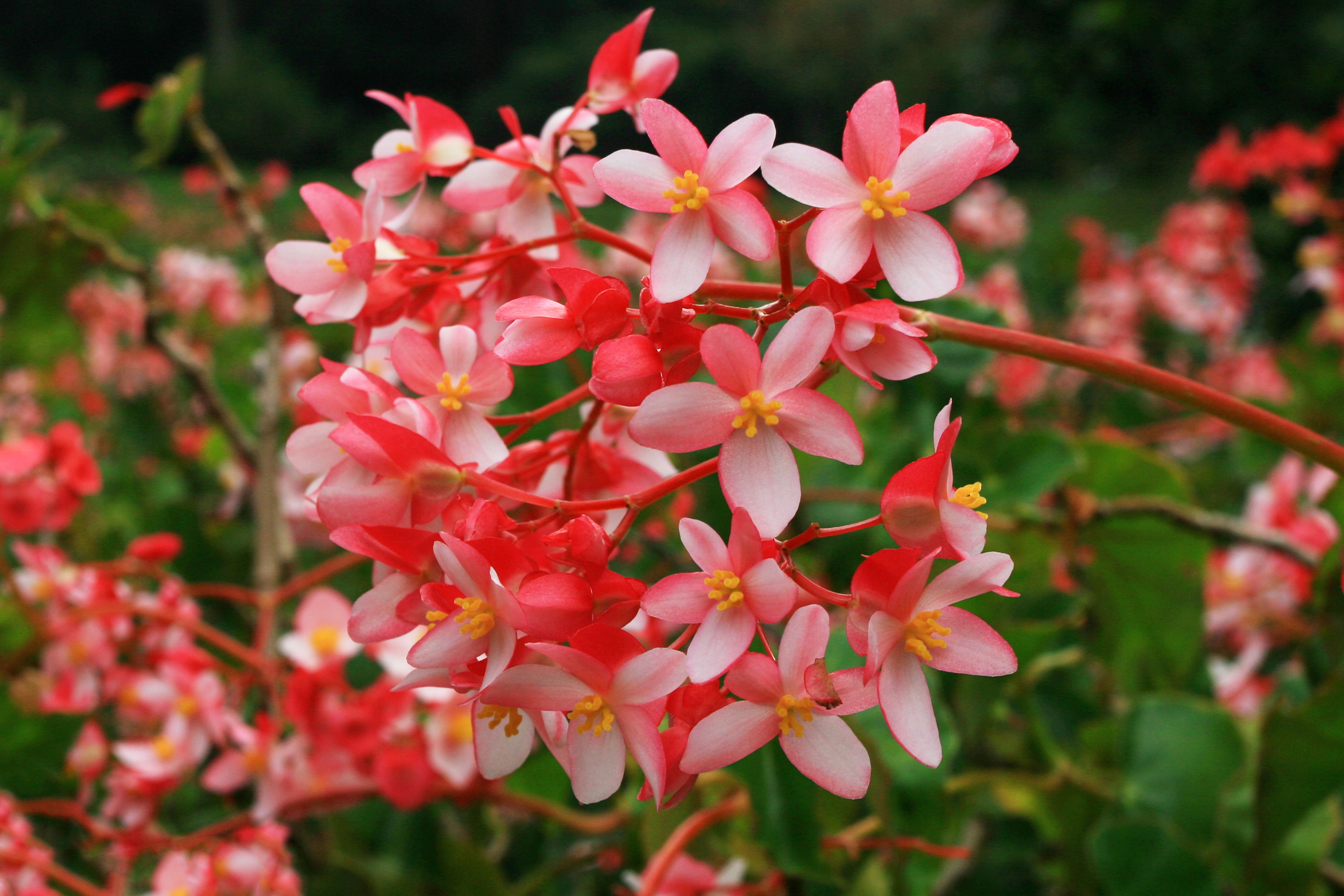 [ColoSach]-close-up-of-pink-and-white-begonia-blossoms-in-a-lush-garden-setting.