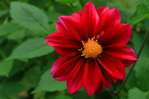 Free Stunning red dahlia in full bloom with lush green foliage background, perfect for floral-themed projects. Stock Photo