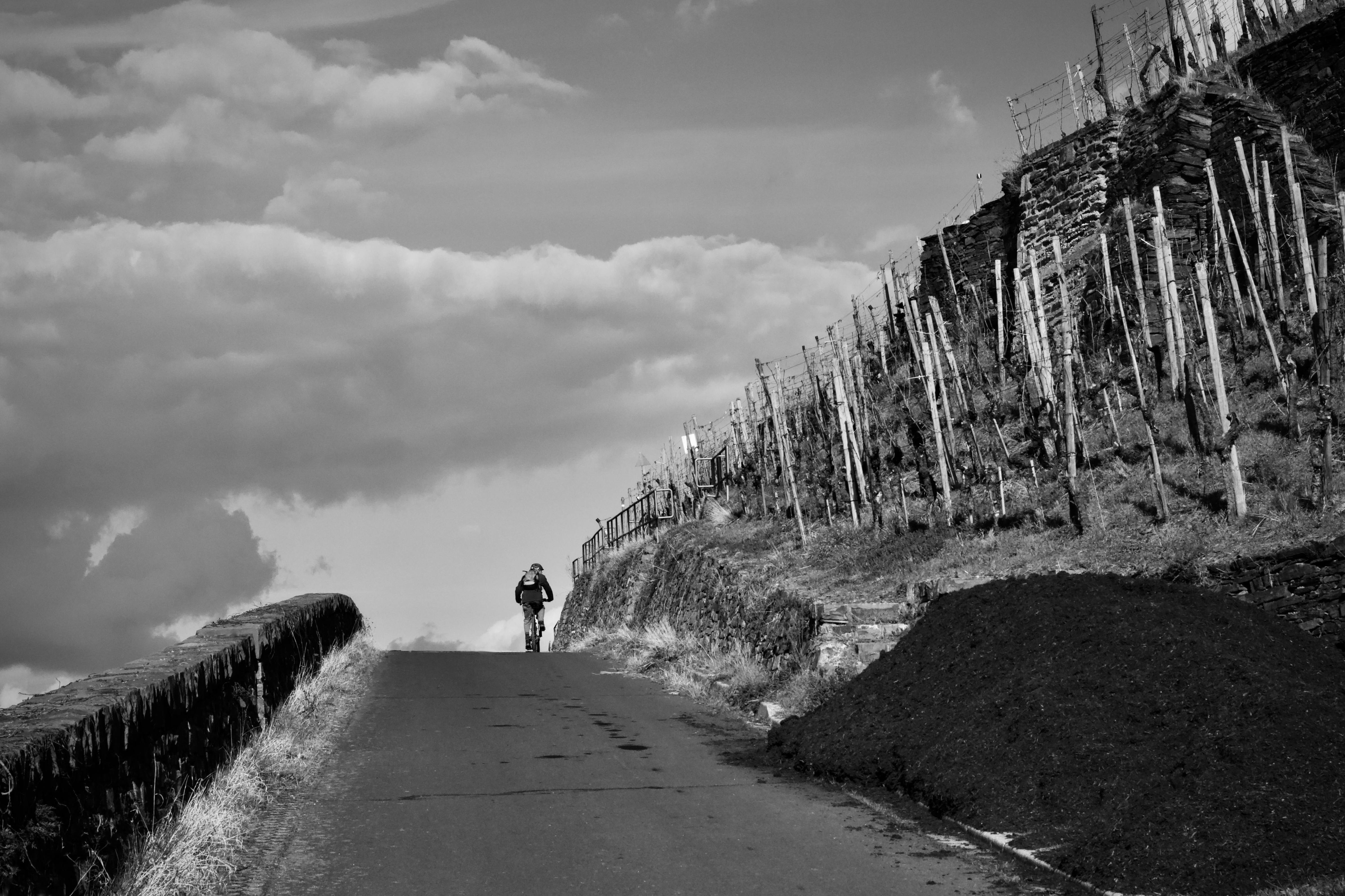 gratis Zwart-witfoto van een fietser op een landweg langs een wijngaardhelling. Stockfoto