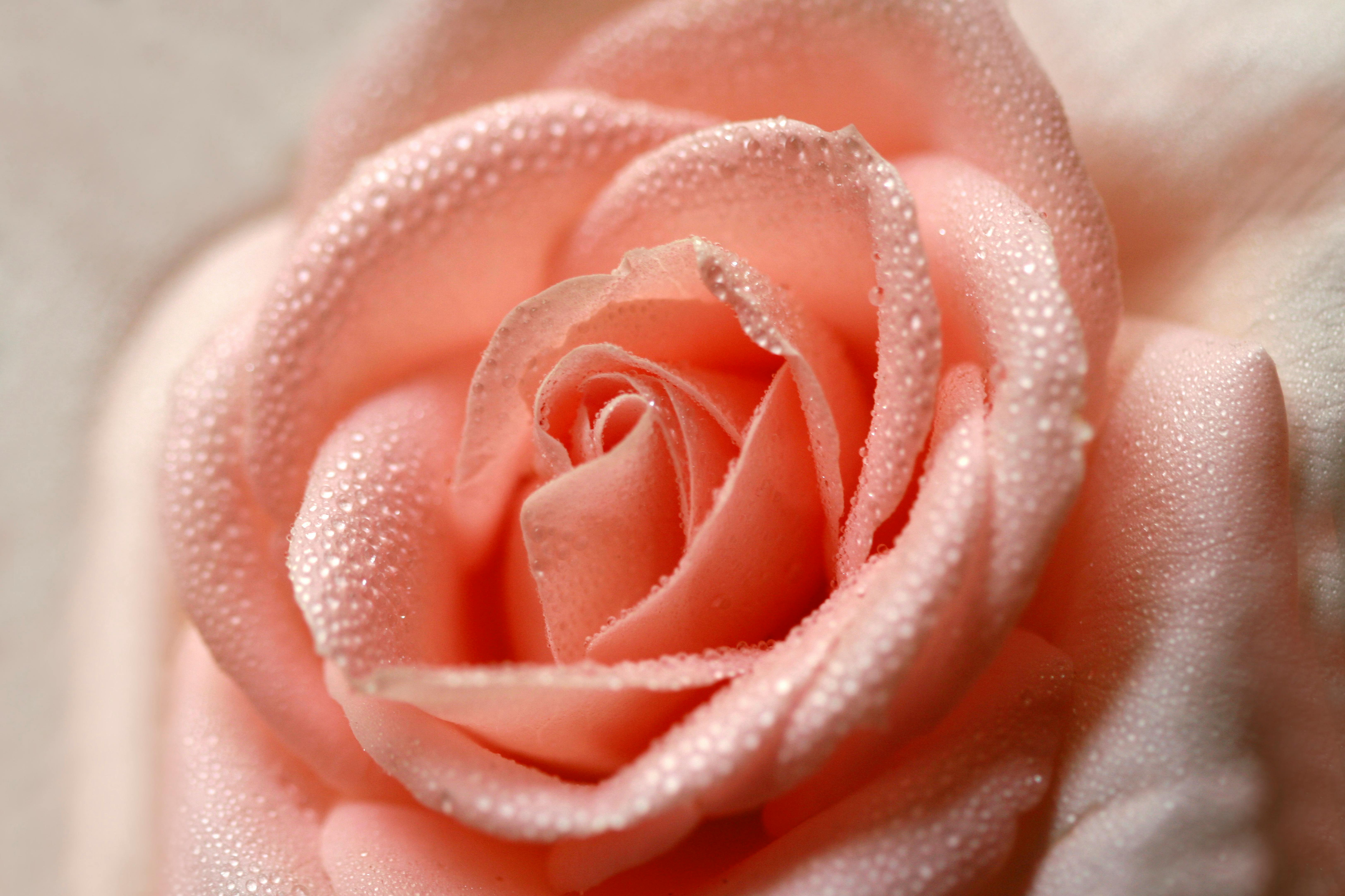 Gratis stockfoto met bloeien, bloeiend, bloem Stockfoto