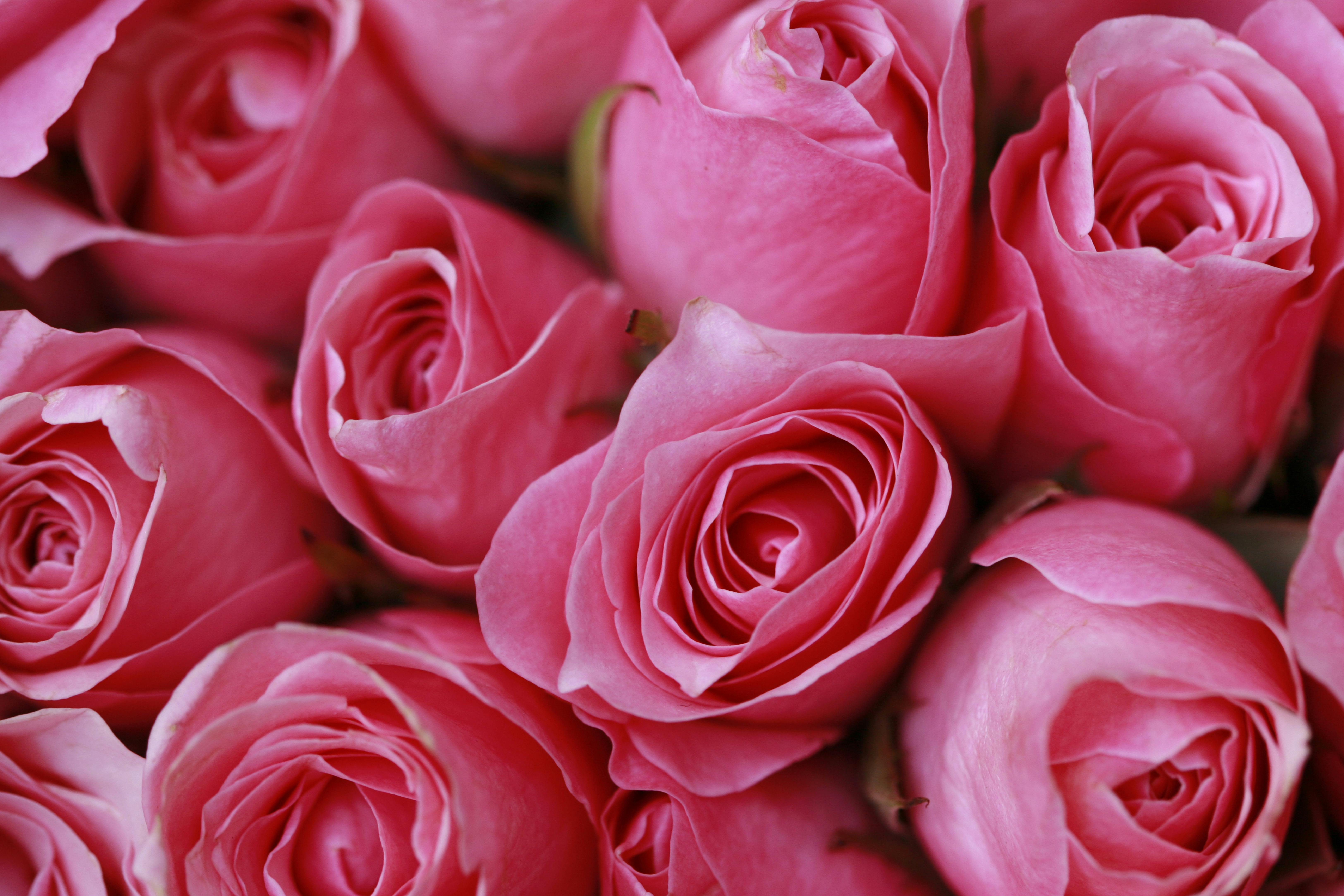 Δωρεάν Όμορφα ροζ τριαντάφυλλα σε πλήρη άνθιση, ιδανικά για ρομαντικά σκηνικά και λουλουδάτα σχέδια. Φωτογραφία από στοκ φωτογραφιών