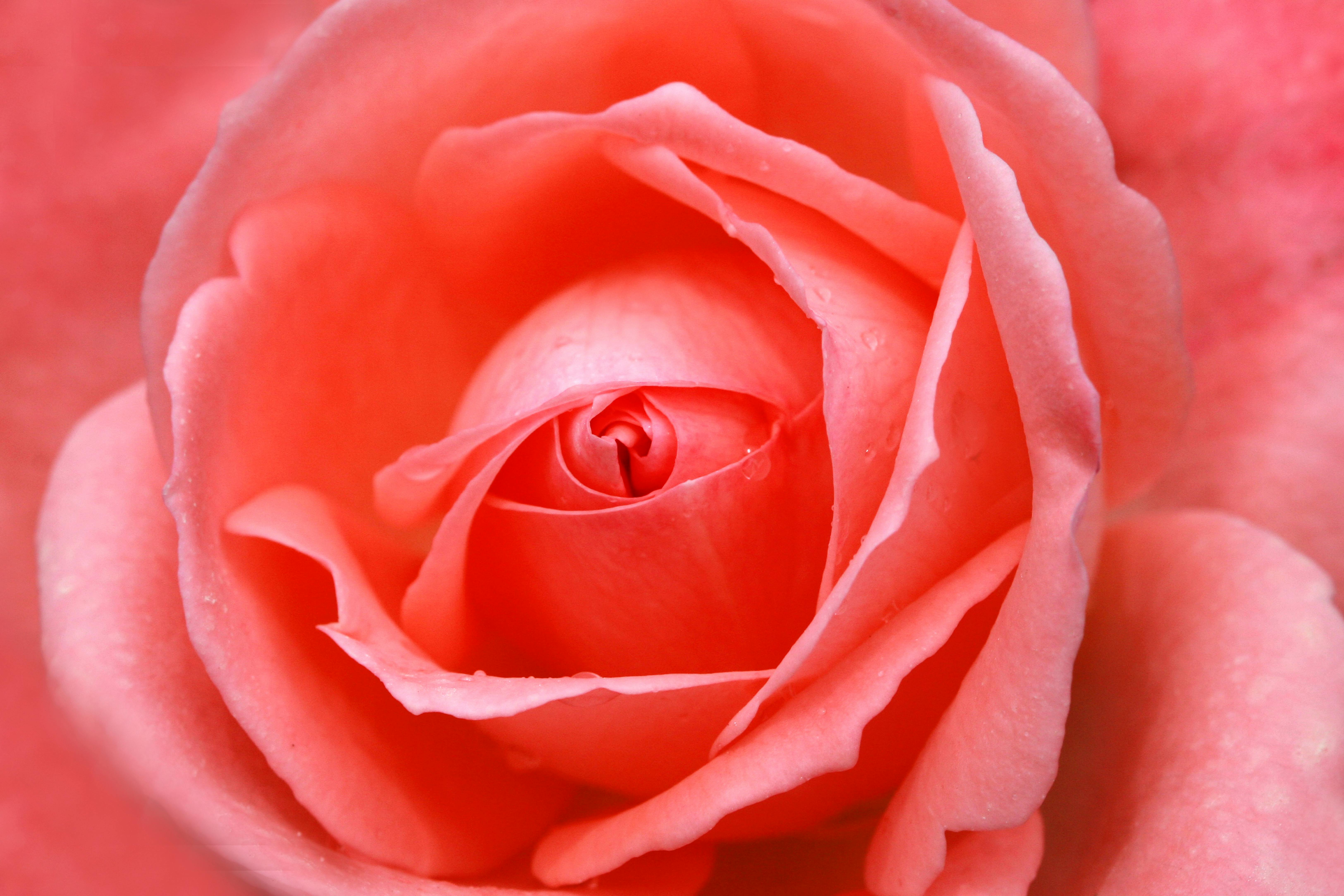 Безкоштовне стокове фото на тему «rosaceae, аромат, блідо-рожевий» стокове фото