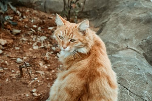 Free A fluffy ginger cat sits outdoors, giving a curious stare on a rocky surface. Stock Photo