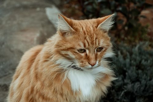Free A serene close-up of an orange tabby cat in an outdoor setting, showcasing its long fur and attentive expression. Stock Photo