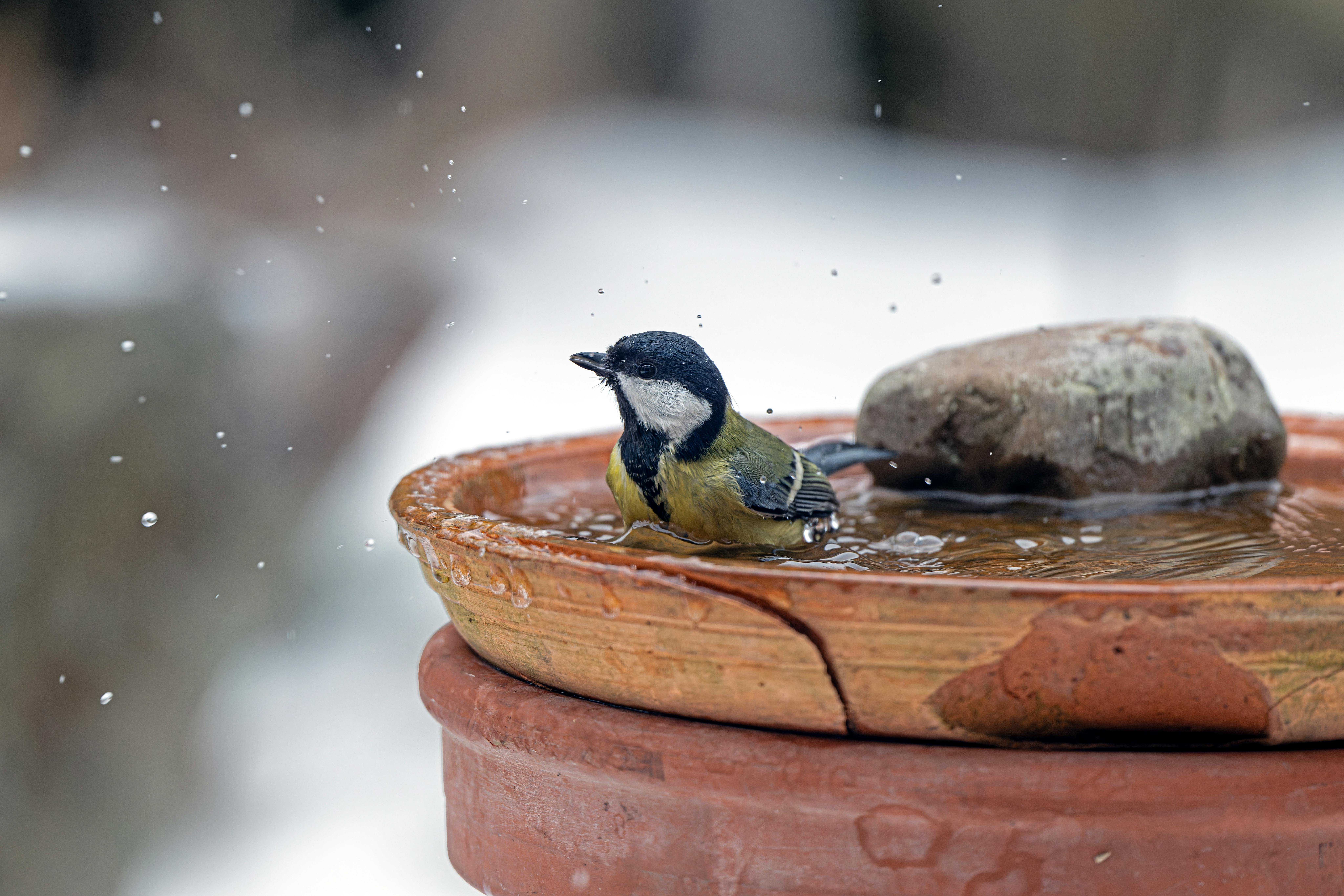 Best Bird Bath Heaters for Winter (2026) – Keep Your Feathered Friends Warm and Hydrated