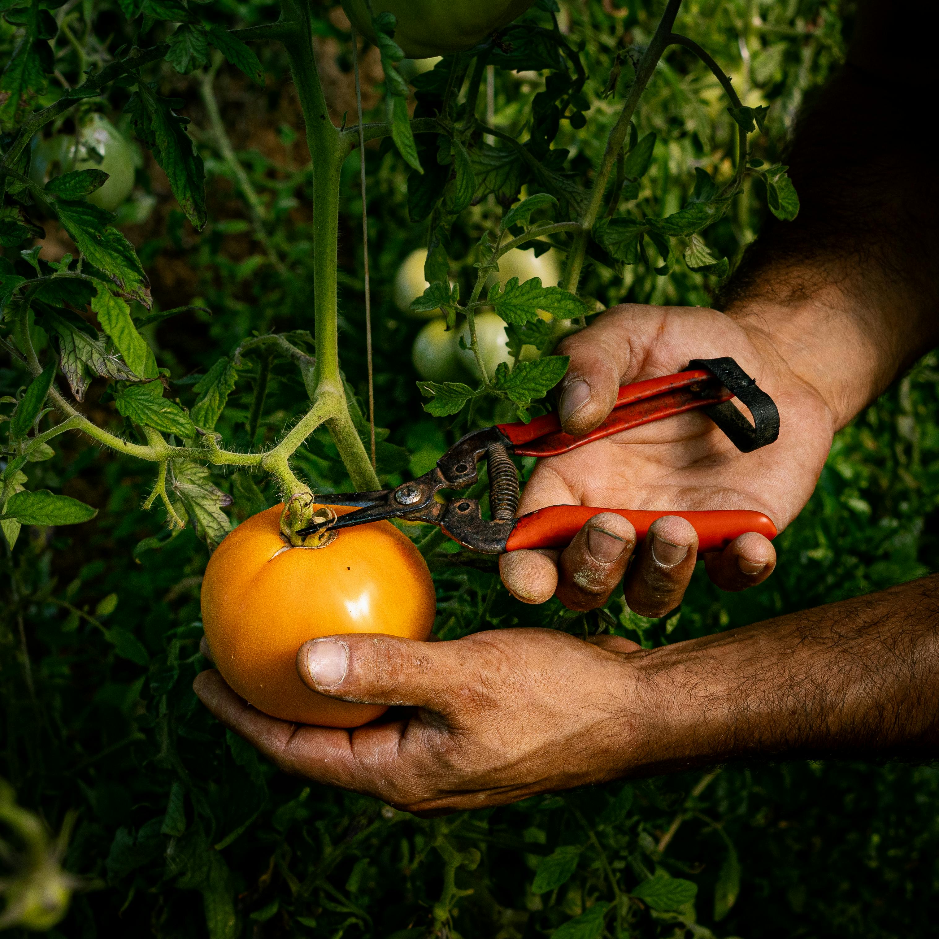 Pruning tomato plants