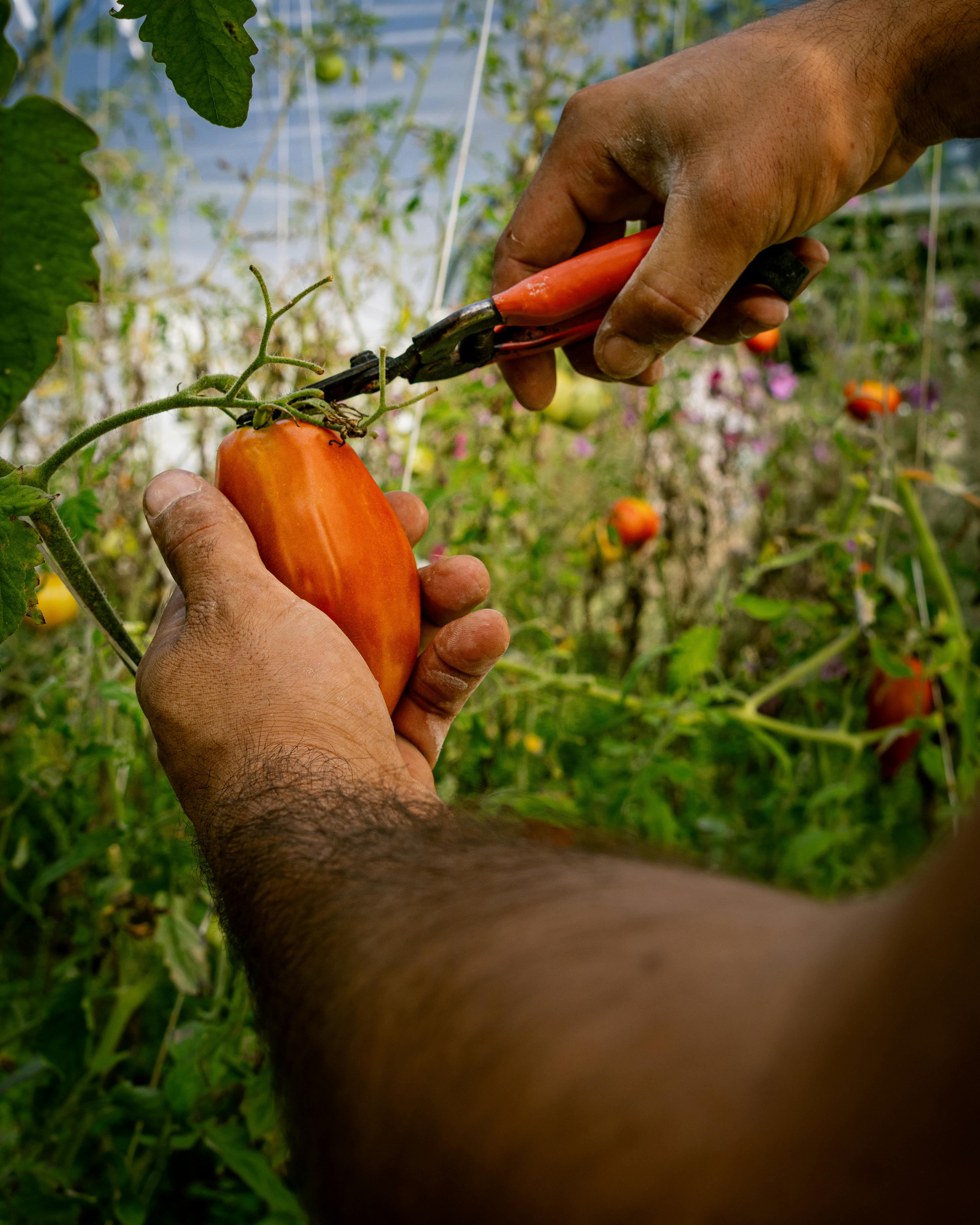 Δωρεάν Κοντινό πλάνο των χεριών ενός αγρότη που μαζεύει ντομάτες σε έναν καταπράσινο κήπο, που αναδεικνύει τη βιολογική γεωργία στη Γαλλία. Φωτογραφία από στοκ φωτογραφιών