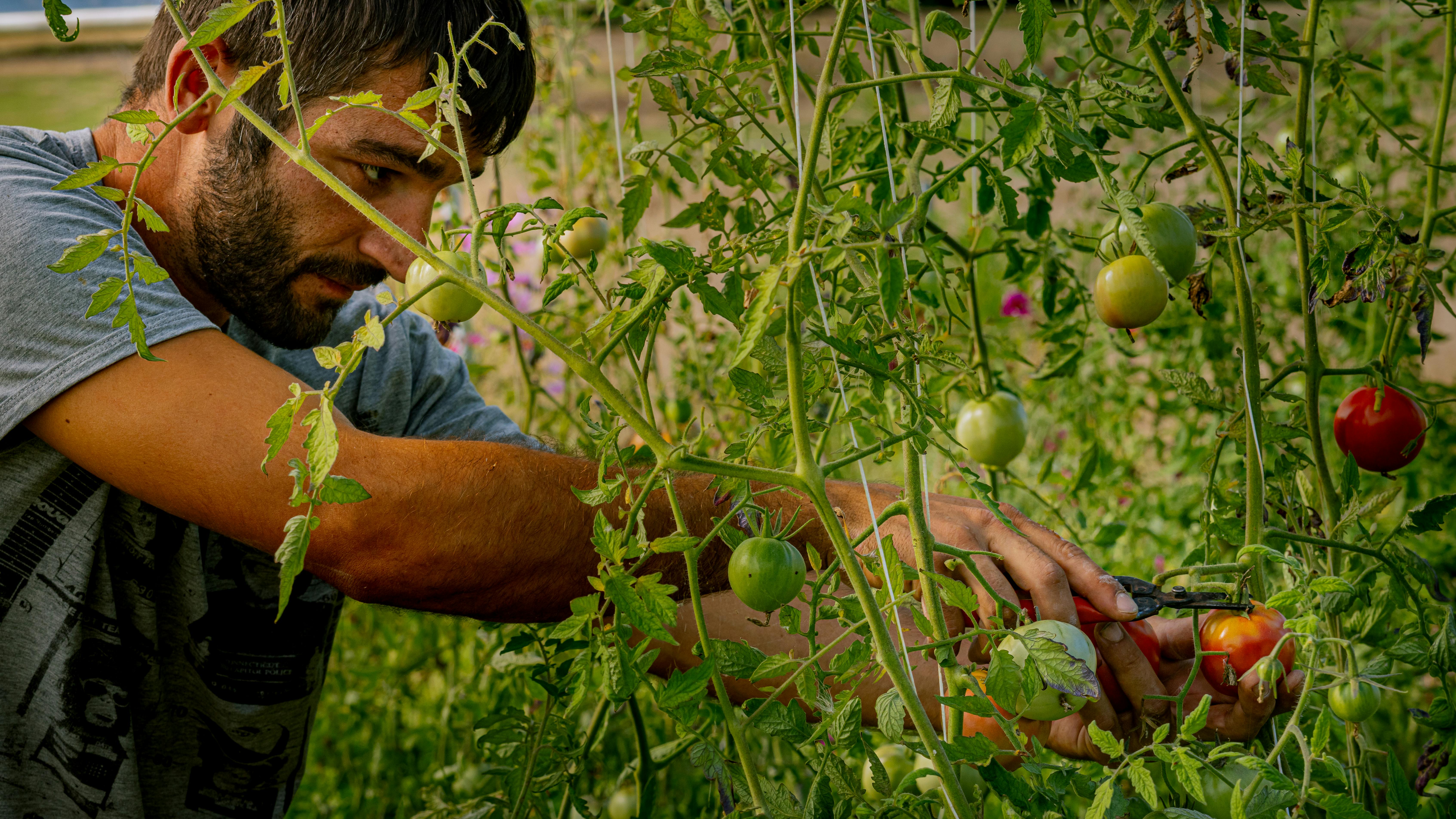 Δωρεάν Ένας αφοσιωμένος αγρότης συλλέγει ώριμες ντομάτες στο Saint-Sulpice-de-Guilleragues της Γαλλίας. Φωτογραφία από στοκ φωτογραφιών