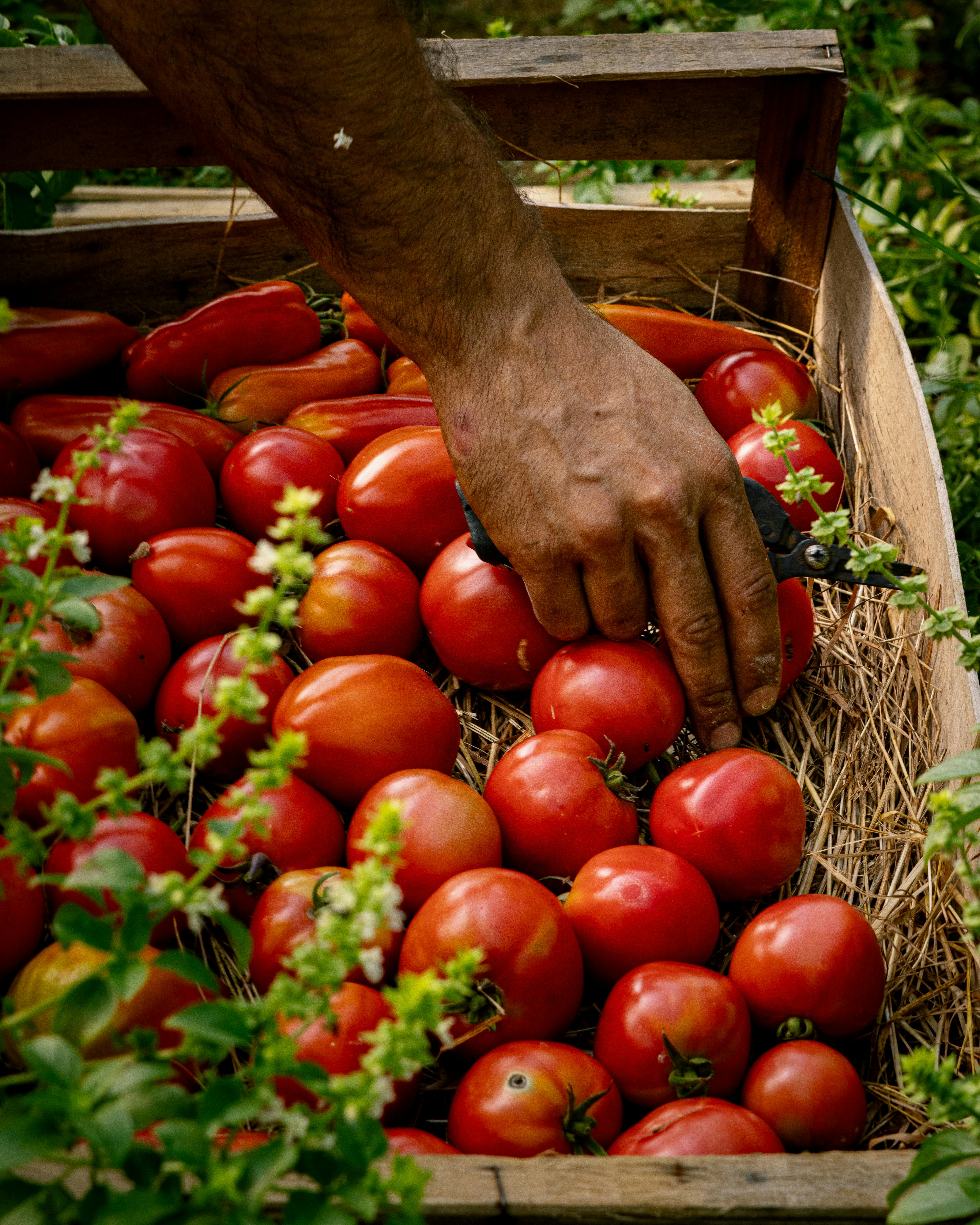 Δωρεάν Το χέρι ενός αγρότη ψάχνει για ώριμες ντομάτες σε ένα ξύλινο κιβώτιο, παρουσιάζοντας τη βιολογική γεωργία στη Γαλλία. Φωτογραφία από στοκ φωτογραφιών
