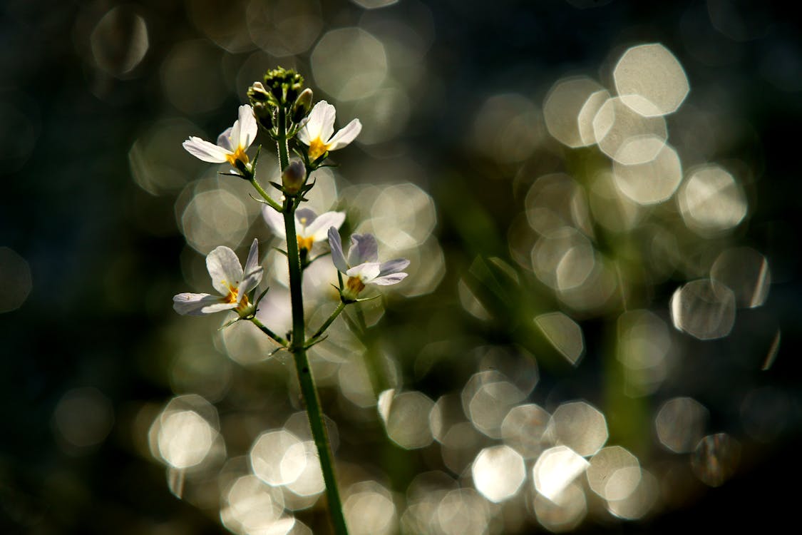 White Flowers in Tilt Shift Lens