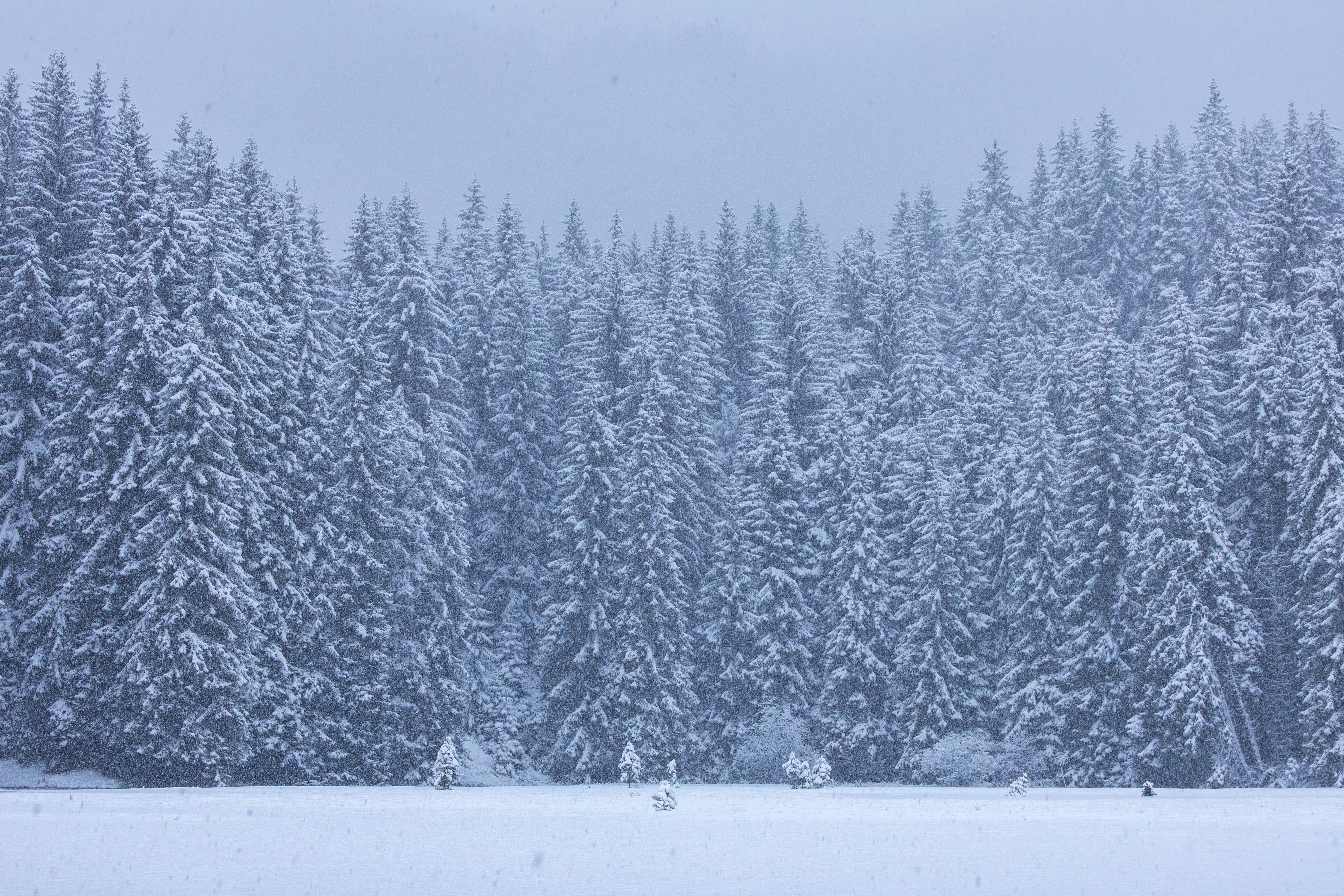 Snow falling on the pine forest at Smolyan, on the gorge road up