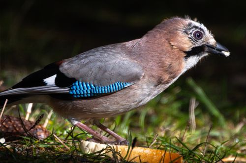 Free Close-up of a Eurasian Jay (Garrulus glandarius) in Dospat, Bulgaria. Stock Photo