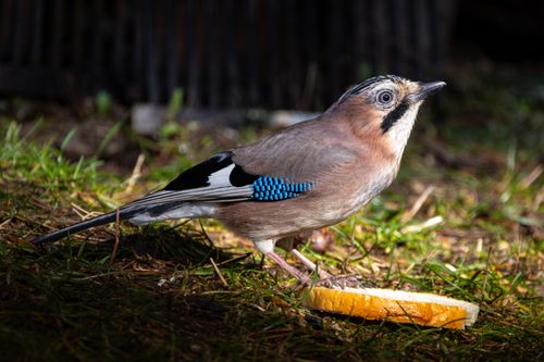 Free Close-up of a Eurasian Jay bird with bright feathers foraging on forest floor. Stock Photo