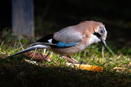 Free Close-up of Eurasian Jay on forest floor showcasing vibrant plumage. Stock Photo